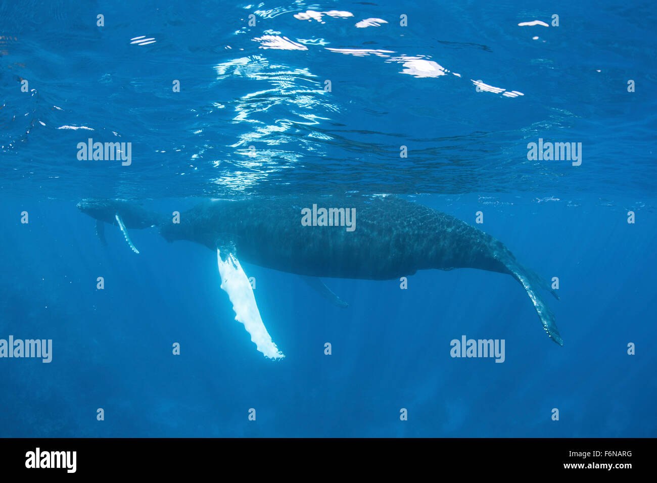 Mother and calf humpback whales (Megaptera novaengliae) swimming just under the surface of the Caribbean Sea. Atlantic Humpbacks Stock Photo