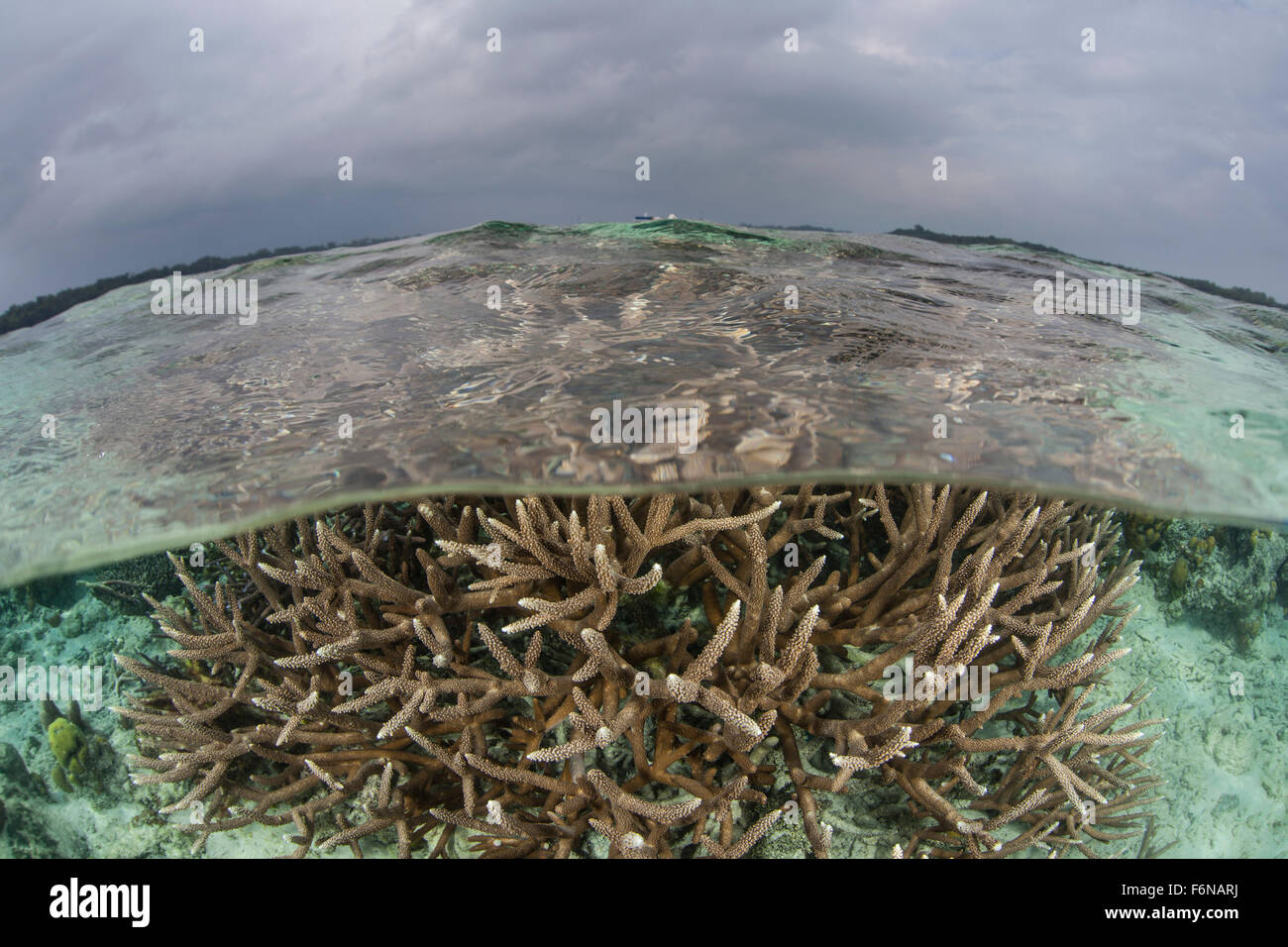 A staghorn coral colony grows in shallow water in the Solomon Islands ...