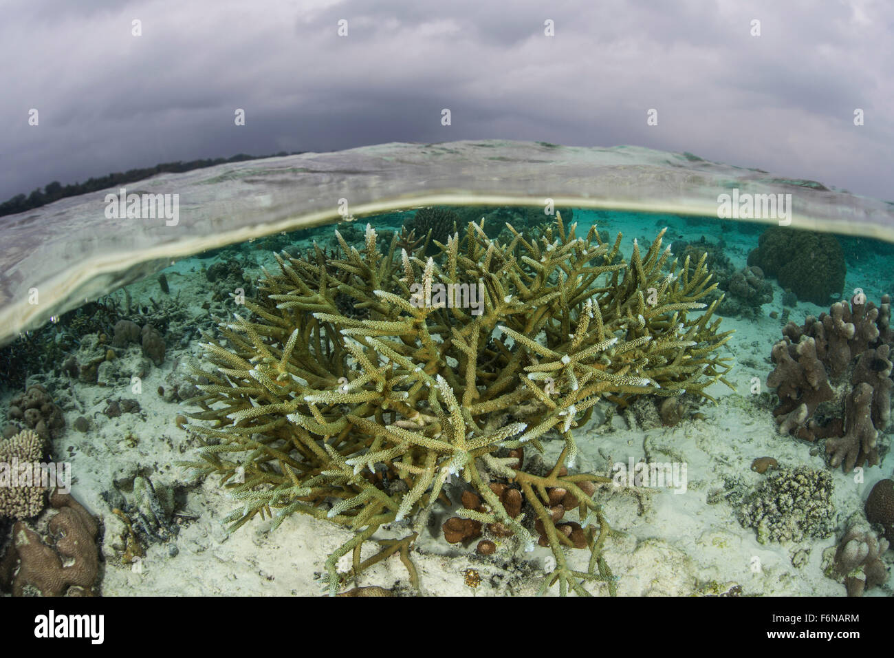 A staghorn coral colony grows in shallow water in the Solomon Islands. This Melanesian region is known for its spectacular marin Stock Photo