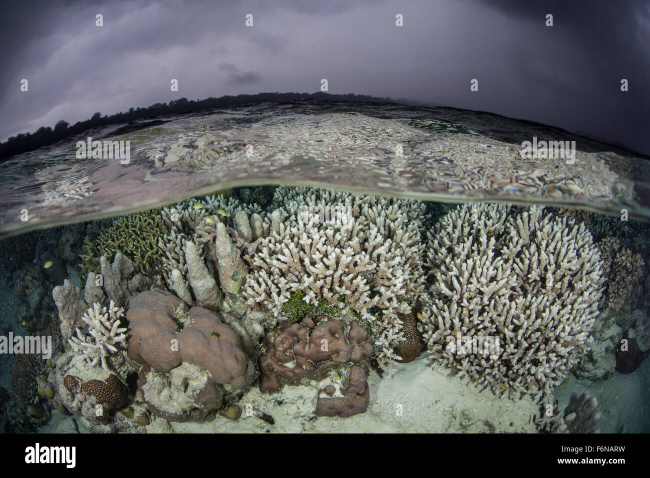 A fragile coral reef grows in shallow water in the Solomon Islands ...