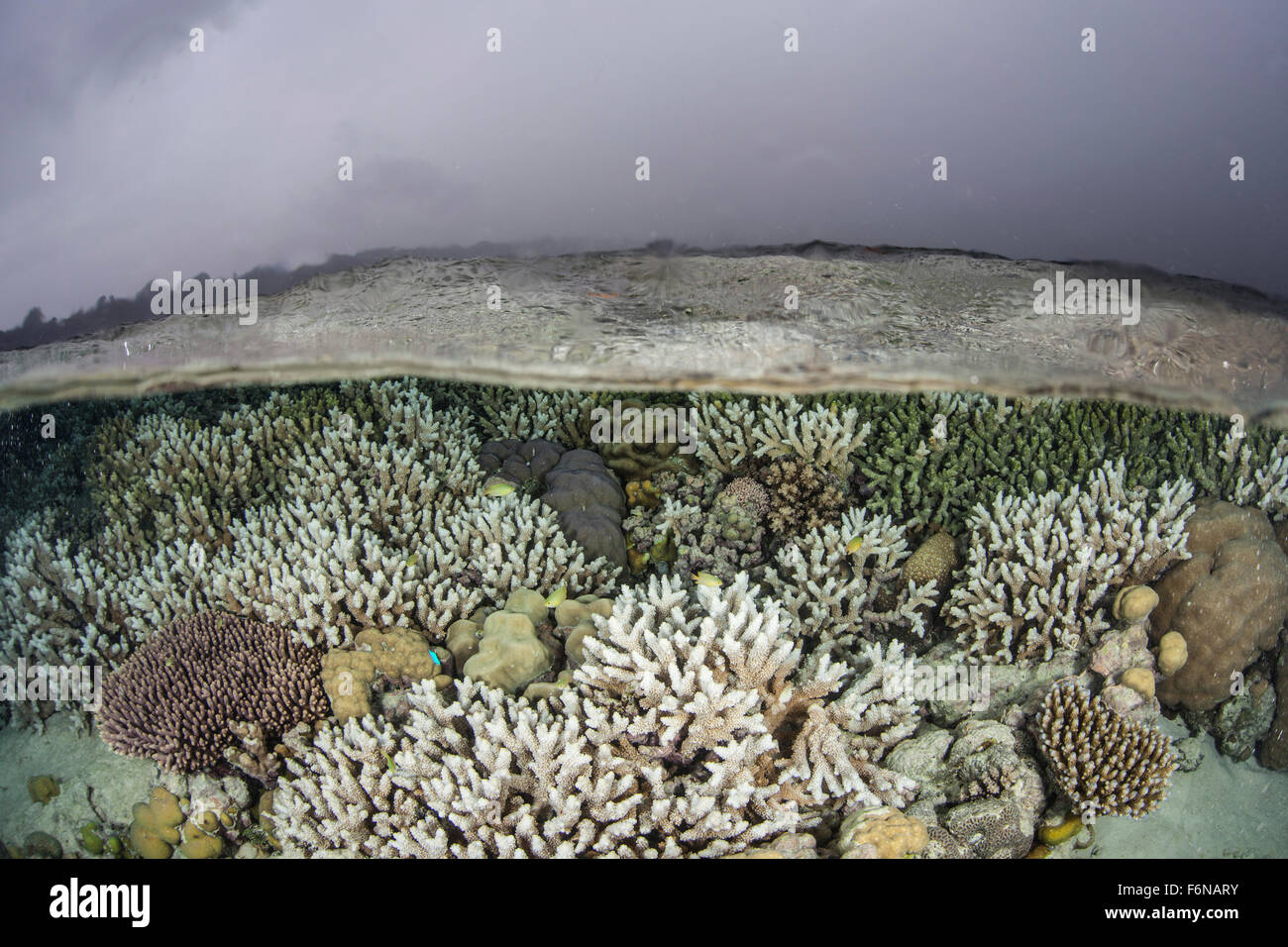 A fragile coral reef grows in shallow water in the Solomon Islands ...