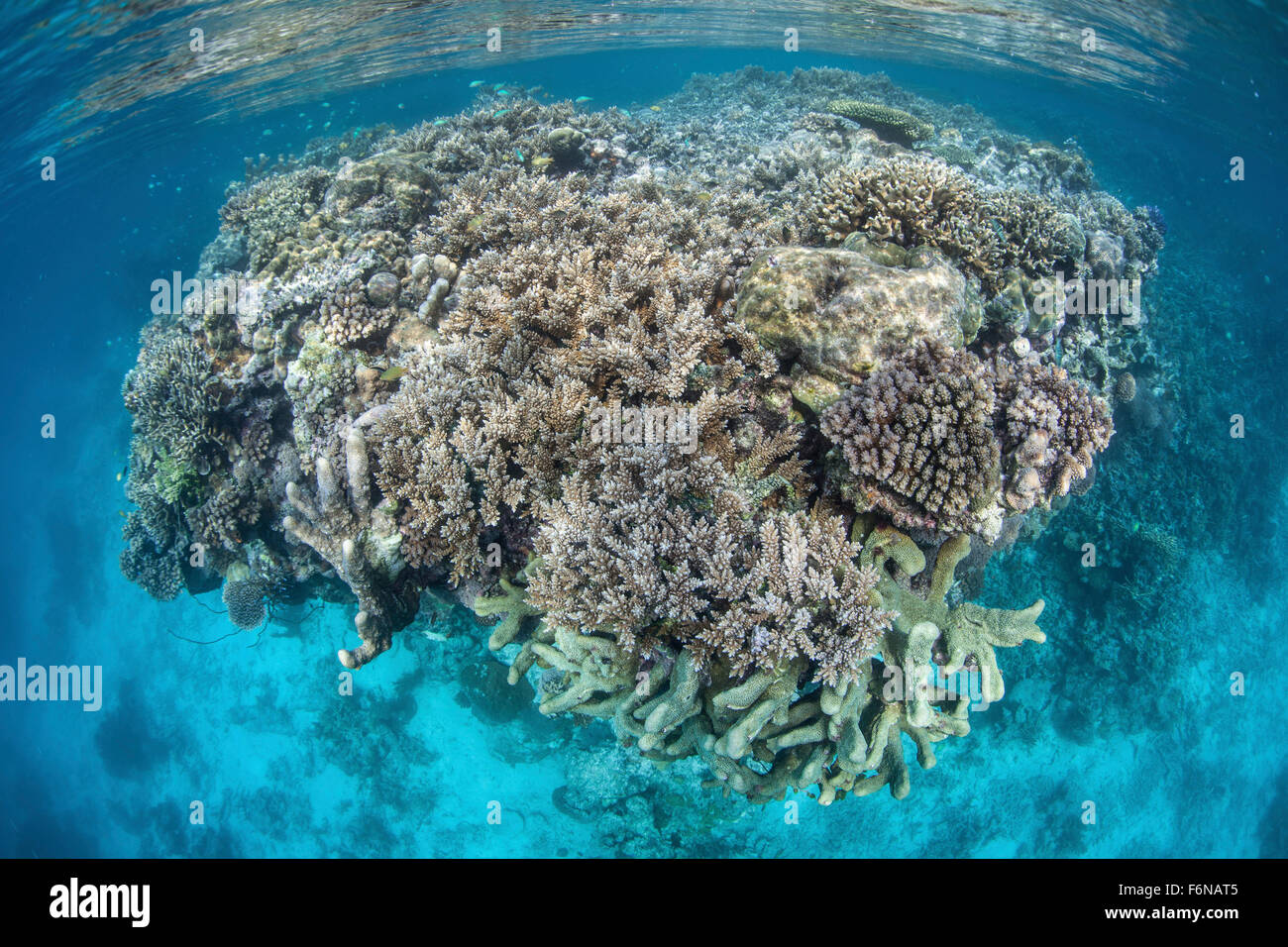 A colorful and diverse coral reef grows in shallow water in the Solomon Islands. This Melanesian region is known for its spectac Stock Photo