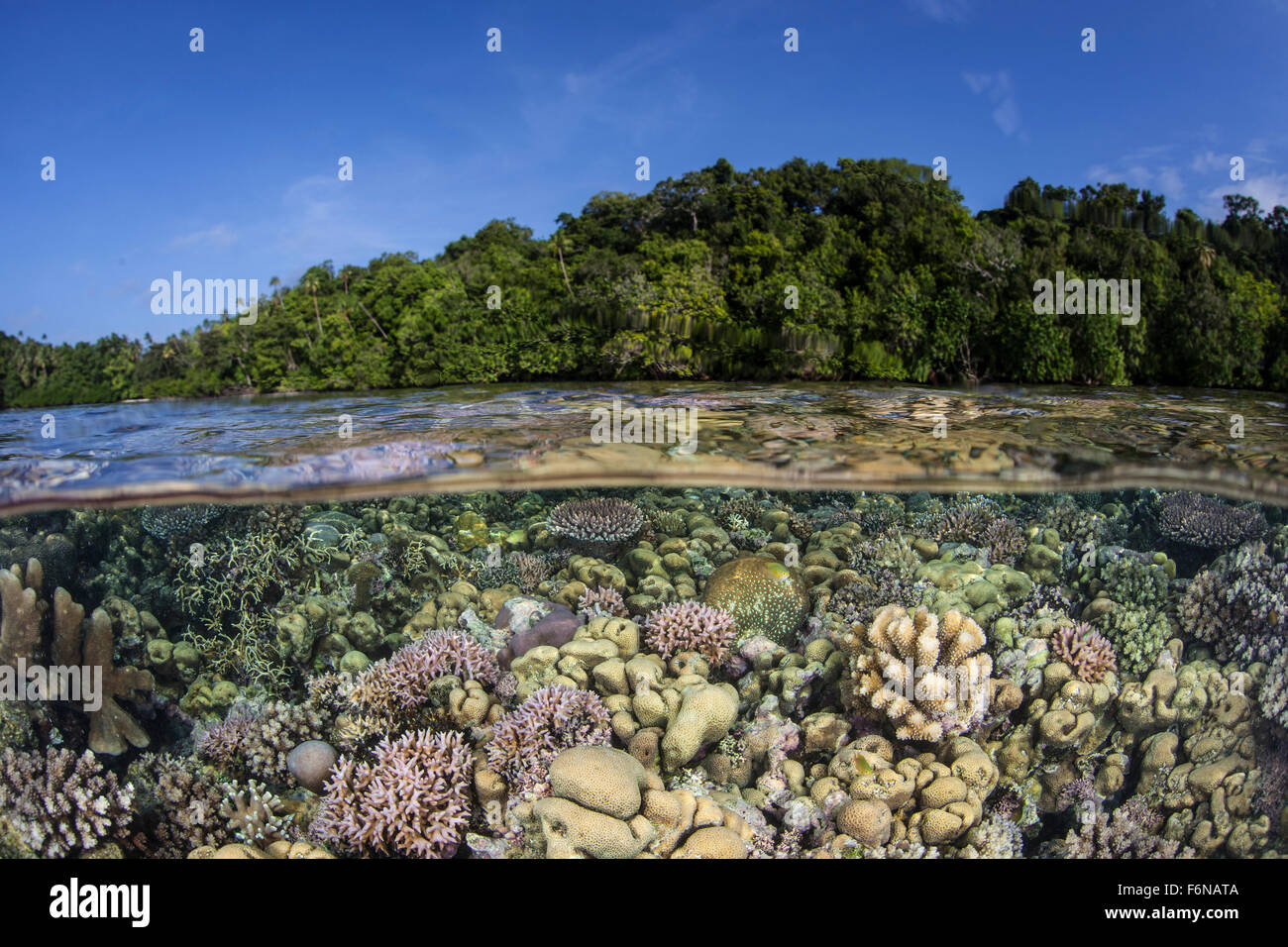 A colorful and diverse coral reef grows in shallow water in the Solomon ...