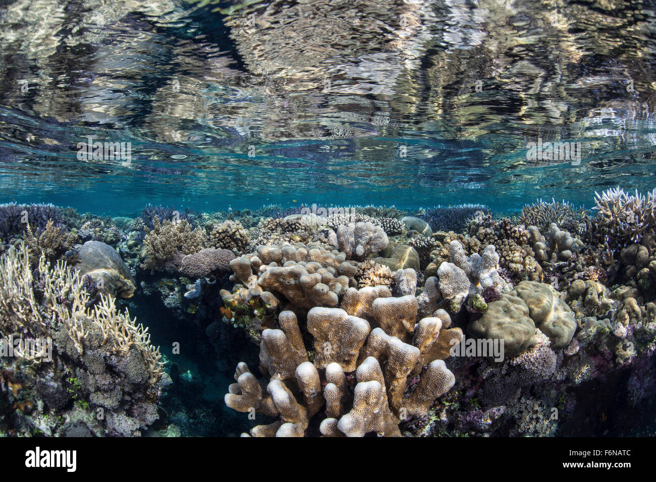A colorful and diverse coral reef grows in shallow water in the Solomon ...