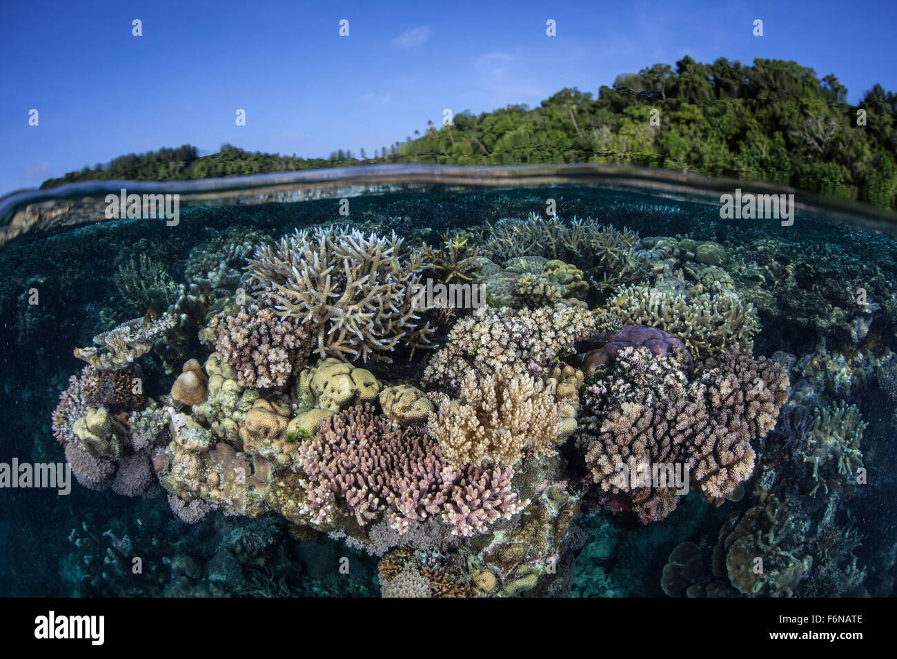 A colorful and diverse coral reef grows in shallow water in the Solomon ...