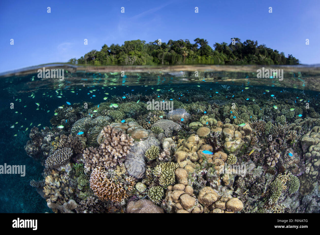 A colorful and diverse coral reef grows in shallow water in the Solomon ...