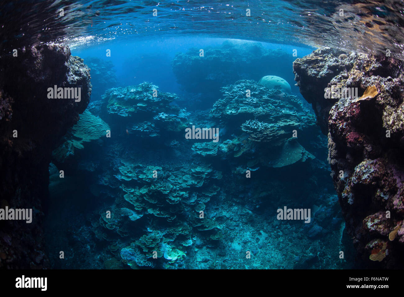 Reef-building corals thrive on a healthy reef in the Solomon Islands. This part of Melanesia is known for its high marine biodiv Stock Photo