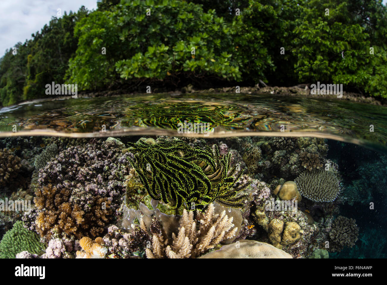 A colorful crinoid clings to a shallow reef in the Solomon Islands ...