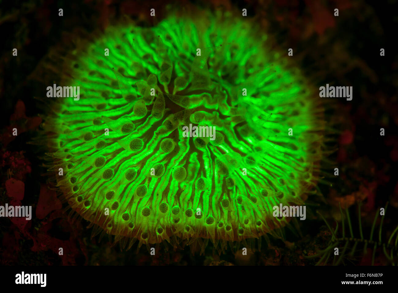 A mushroom coral (Fungia sp.) fluoresces as UV light is shown upon it. Why many marine organisms fluoresce is unknown. Stock Photo