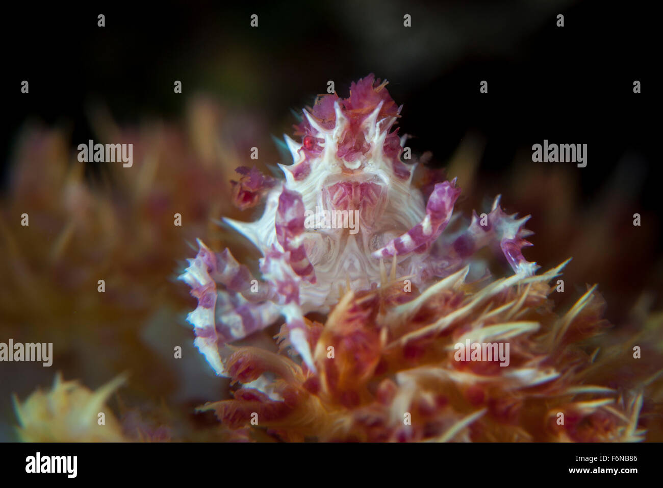 A soft coral crab (Hoplophrys oatesii) clings to its host soft coral on a reef in Lembeh Strait, Indonesia. This area is known f Stock Photo