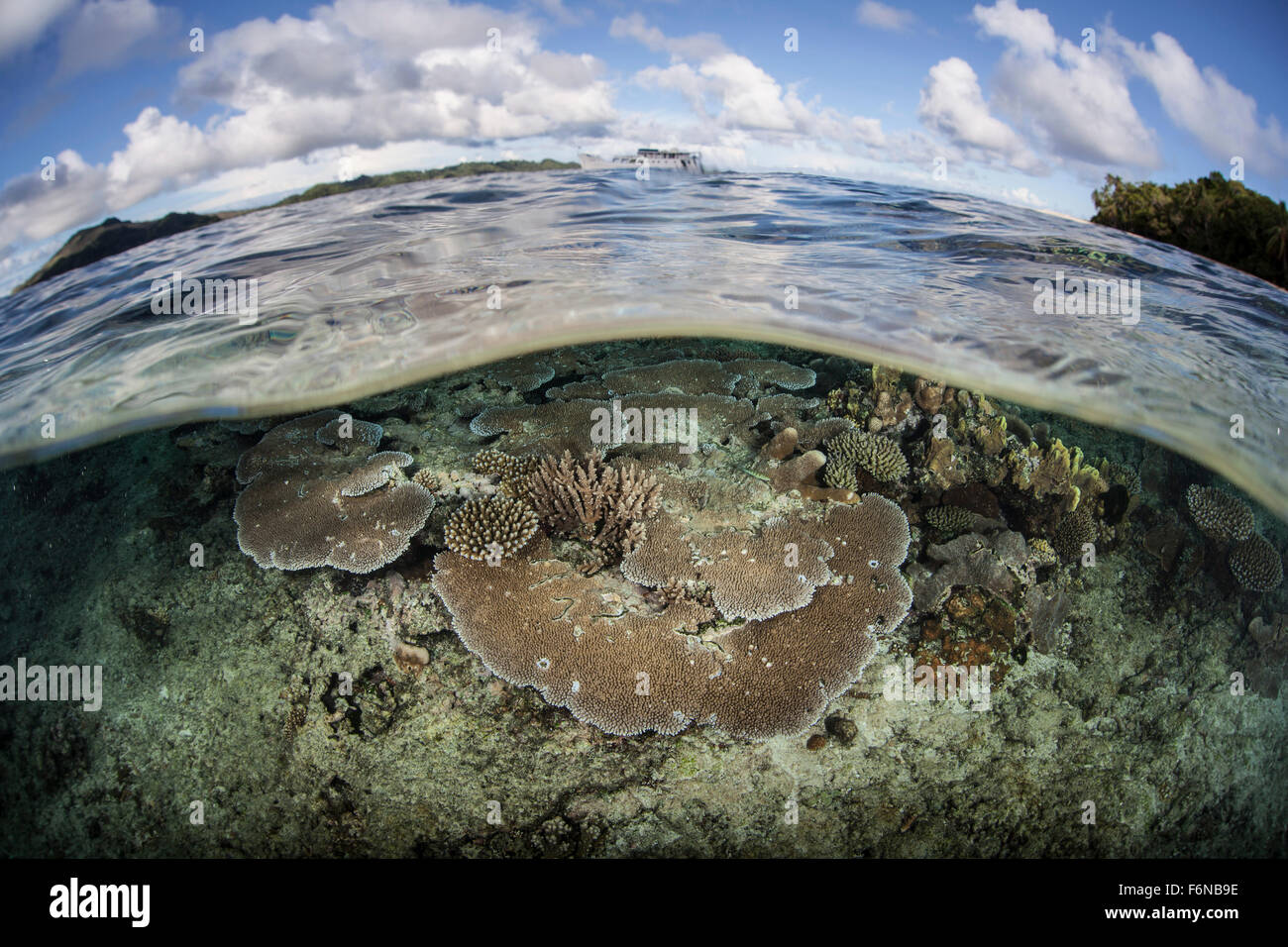 A healthy coral reef grows in the Solomon Islands, Melanesia. This ...