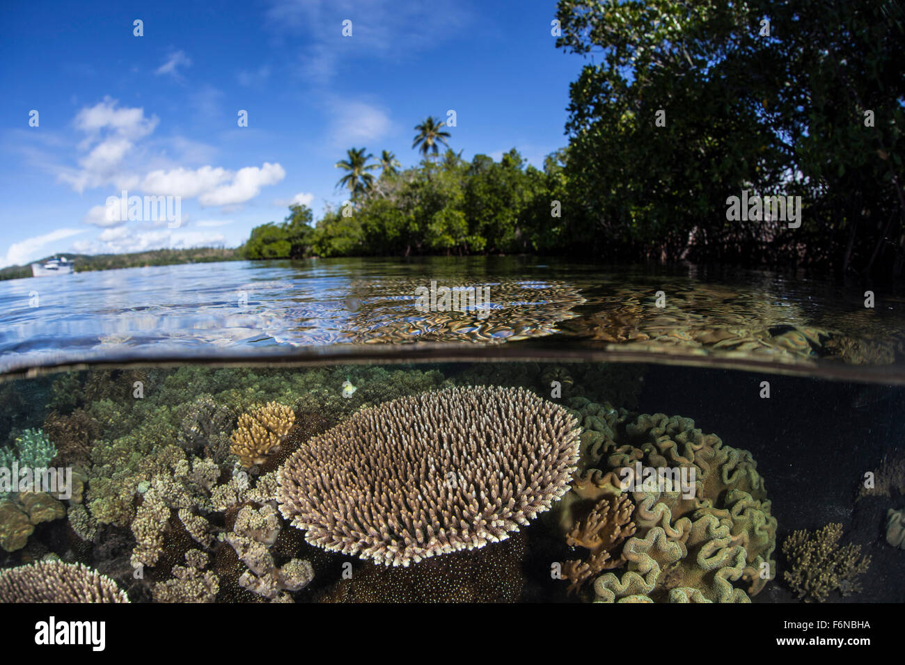 A healthy coral reef grows in the Solomon Islands, Melanesia. This ...