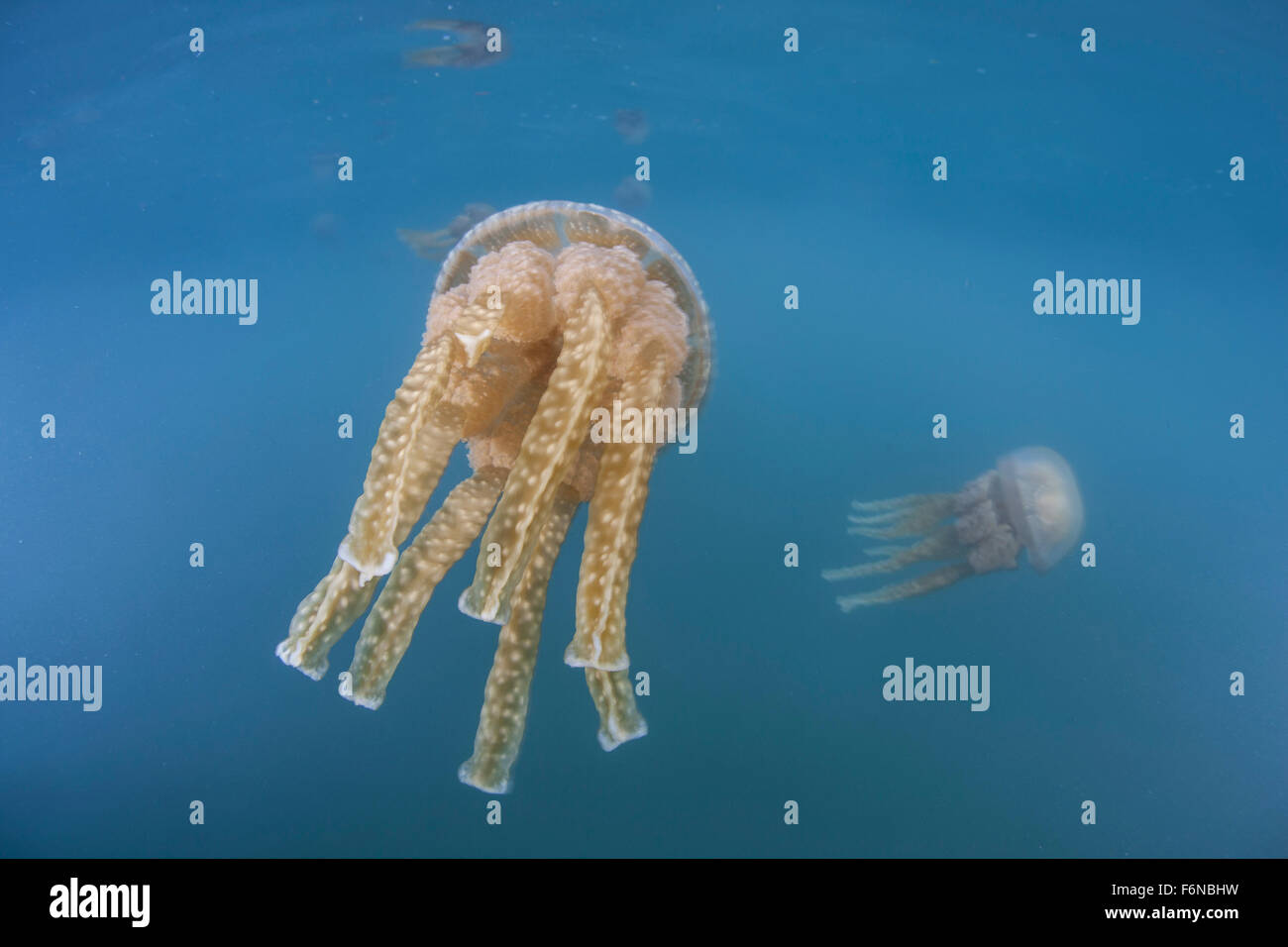 Golden jellyfish (Mastigias papua) swim just under the surface of a lagoon in Raja Ampat, Indonesia. These jellies have a symbio Stock Photo