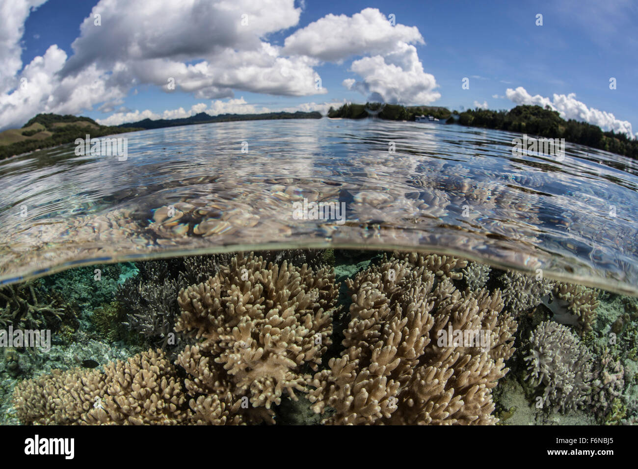 A healthy coral reef grows in the Solomon Islands, Melanesia. This ...