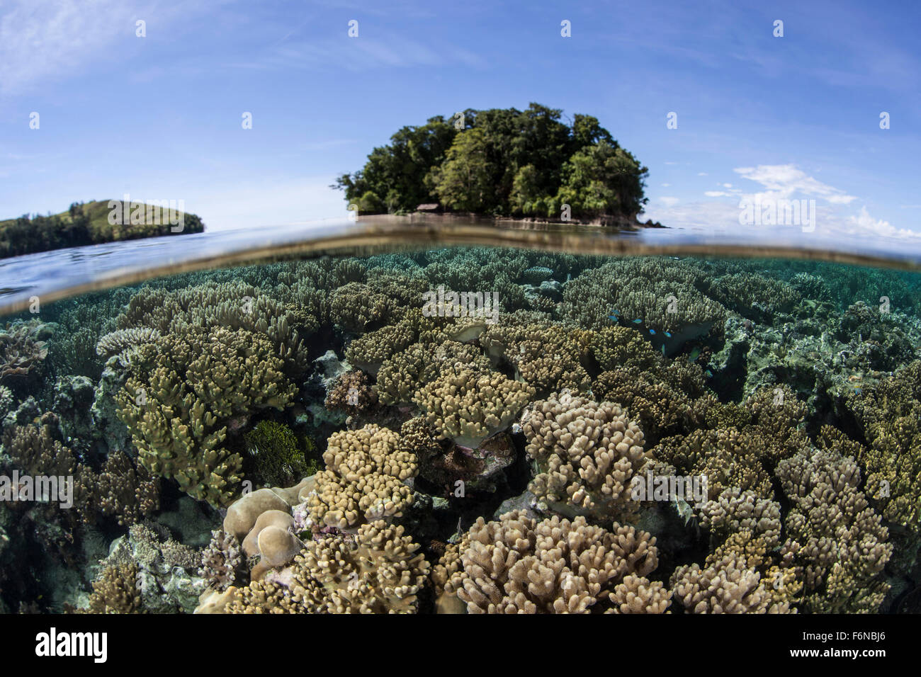 A healthy coral reef grows in the Solomon Islands, Melanesia. This ...