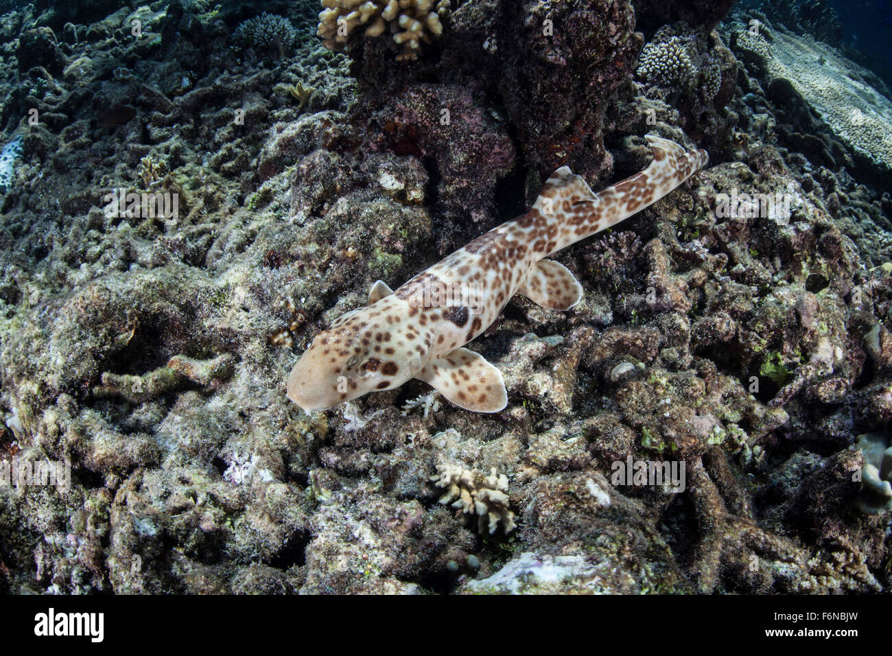 An endemic  epaulette shark swims across the rubble seafloor of Raja Ampat, Indonesia. This small shark spends most of its time Stock Photo