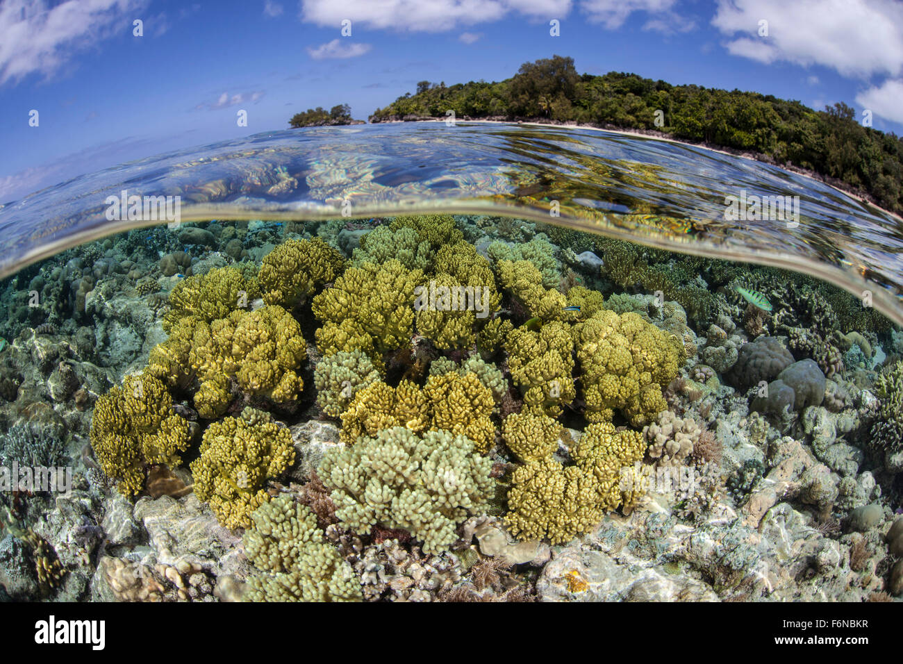 Soft corals grow on a shallow reef flat on the edge of Palau's barrier ...