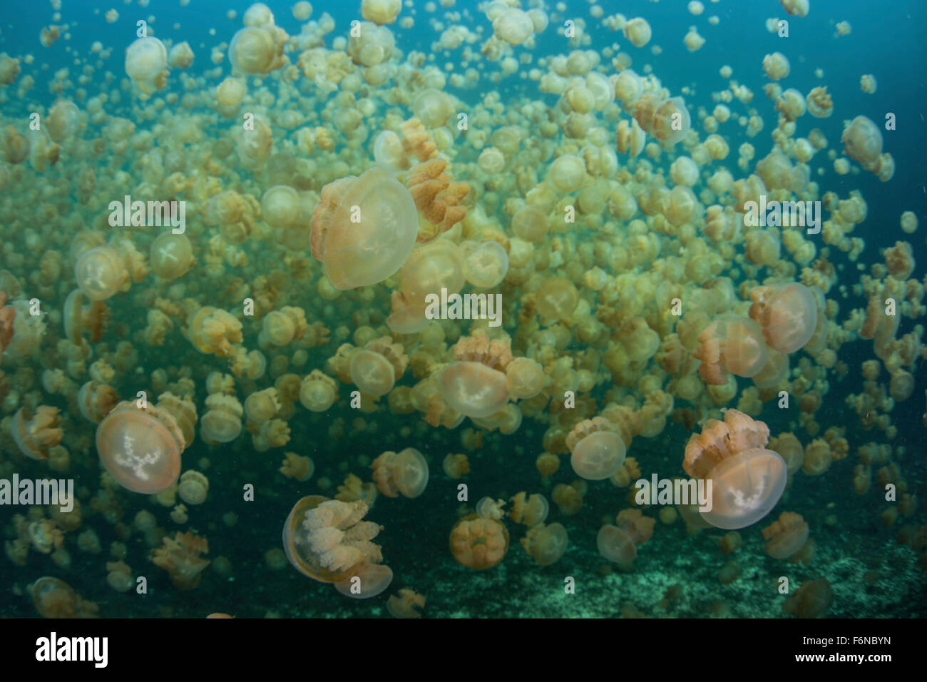 Golden jellyfish (Mastigias papua etpisonii) swim inside a marine lake in the Republic of Palau. These endemic jellies have a sy Stock Photo