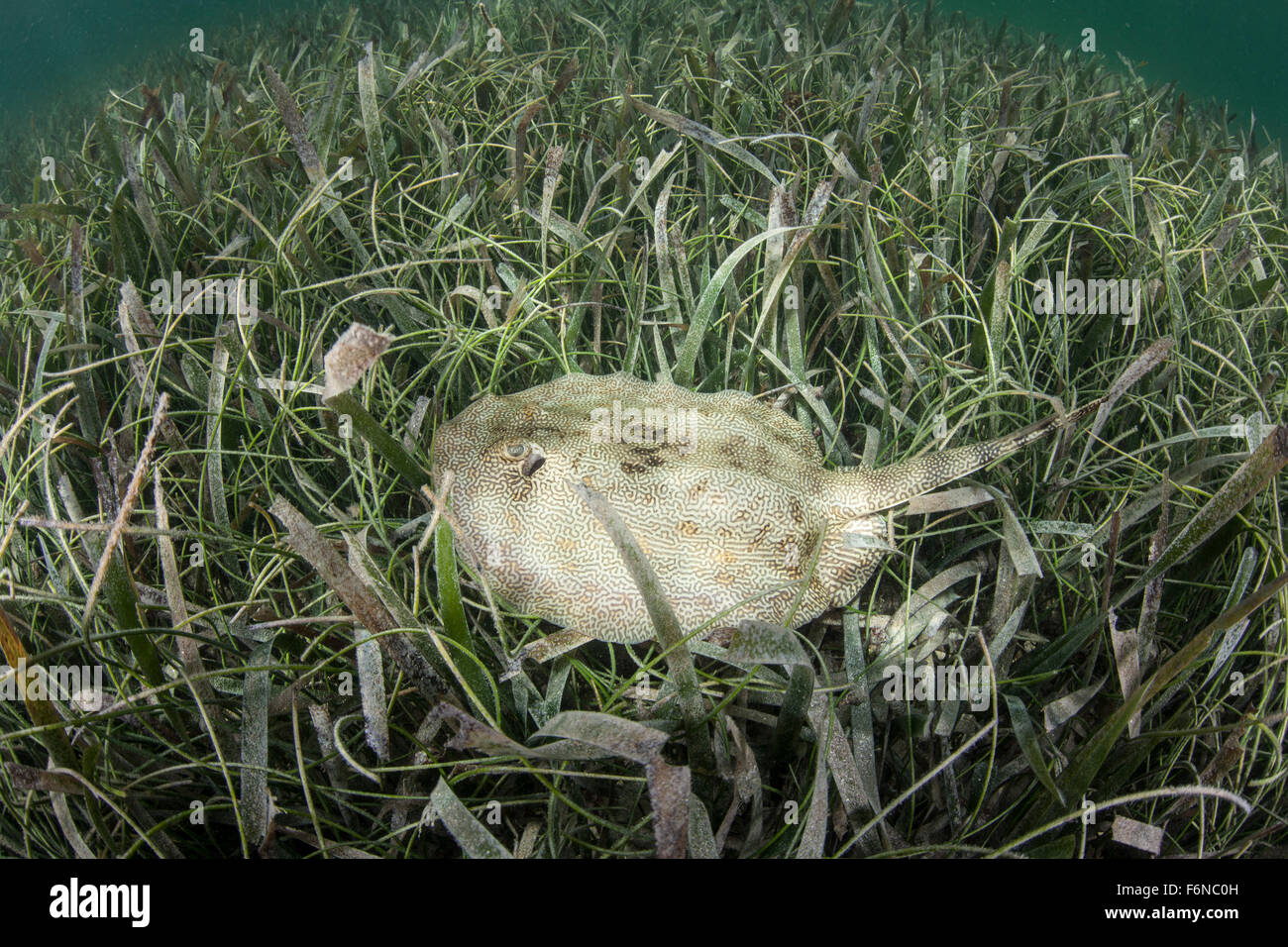 A yellow stingray (Urobatis jamaicensis) lays in a seagrass meadow off