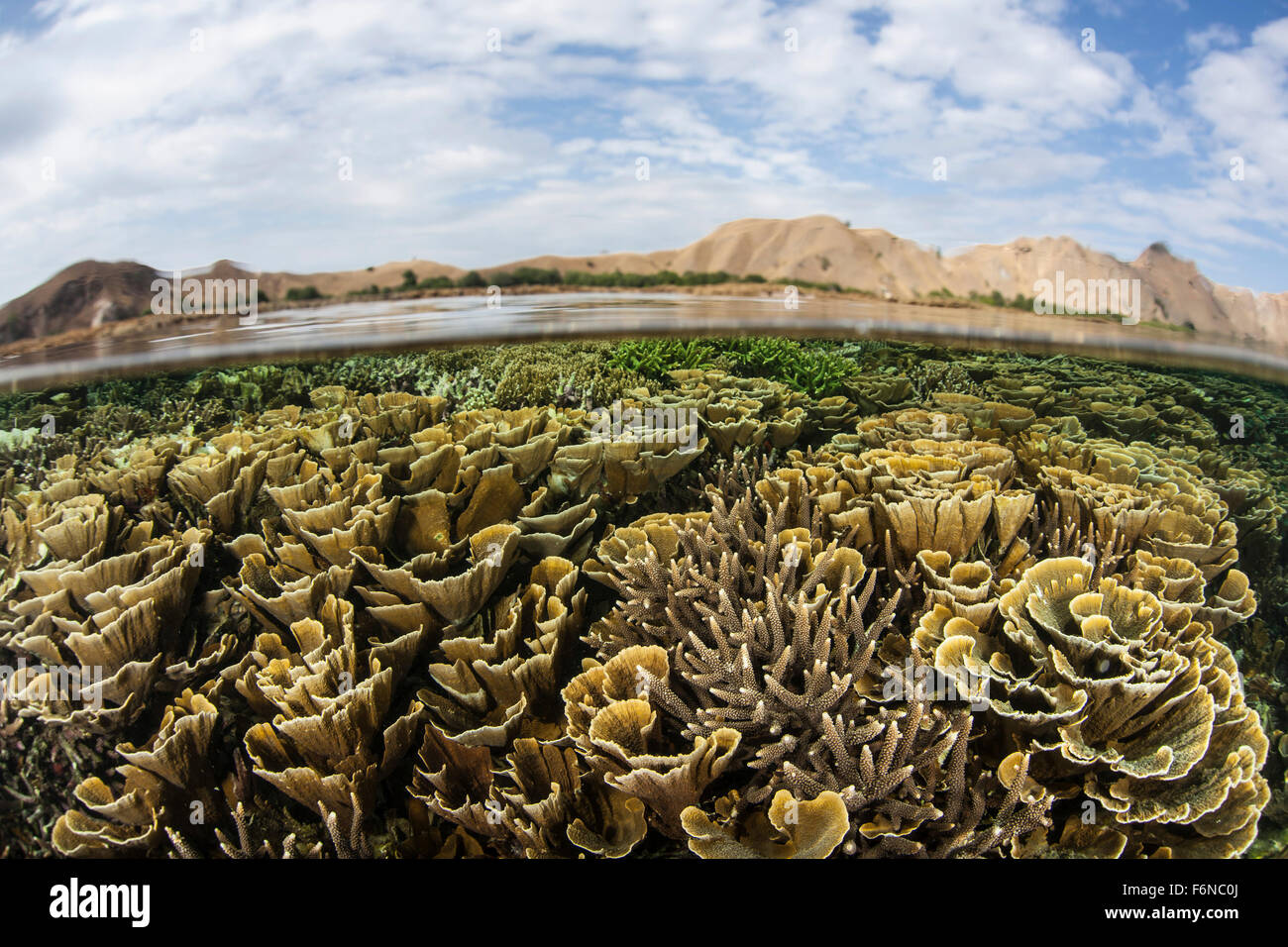 Fragile Corals Grow In Extremely Shallow Water In Komodo National Park ...