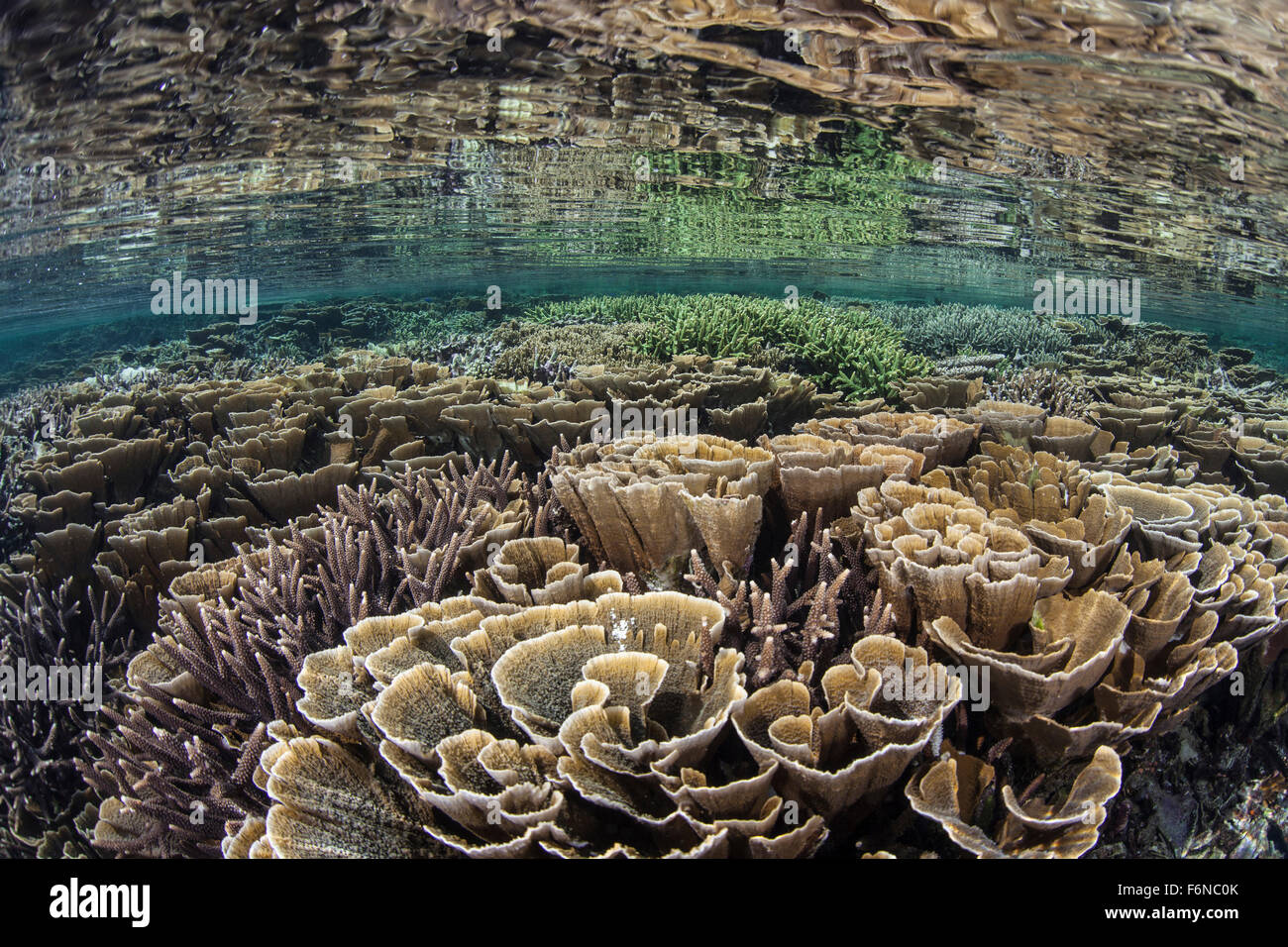 Fragile corals grow in extremely shallow water in Komodo National Park, Indonesia. This part of the Coral Triangle is known for Stock Photo