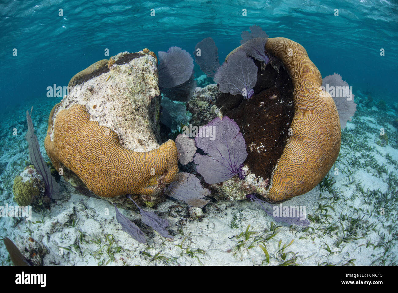 A brain coral and gorgonians grow in shallow water off Turneffe Atoll in Belize. This part of Central America is well known for Stock Photo