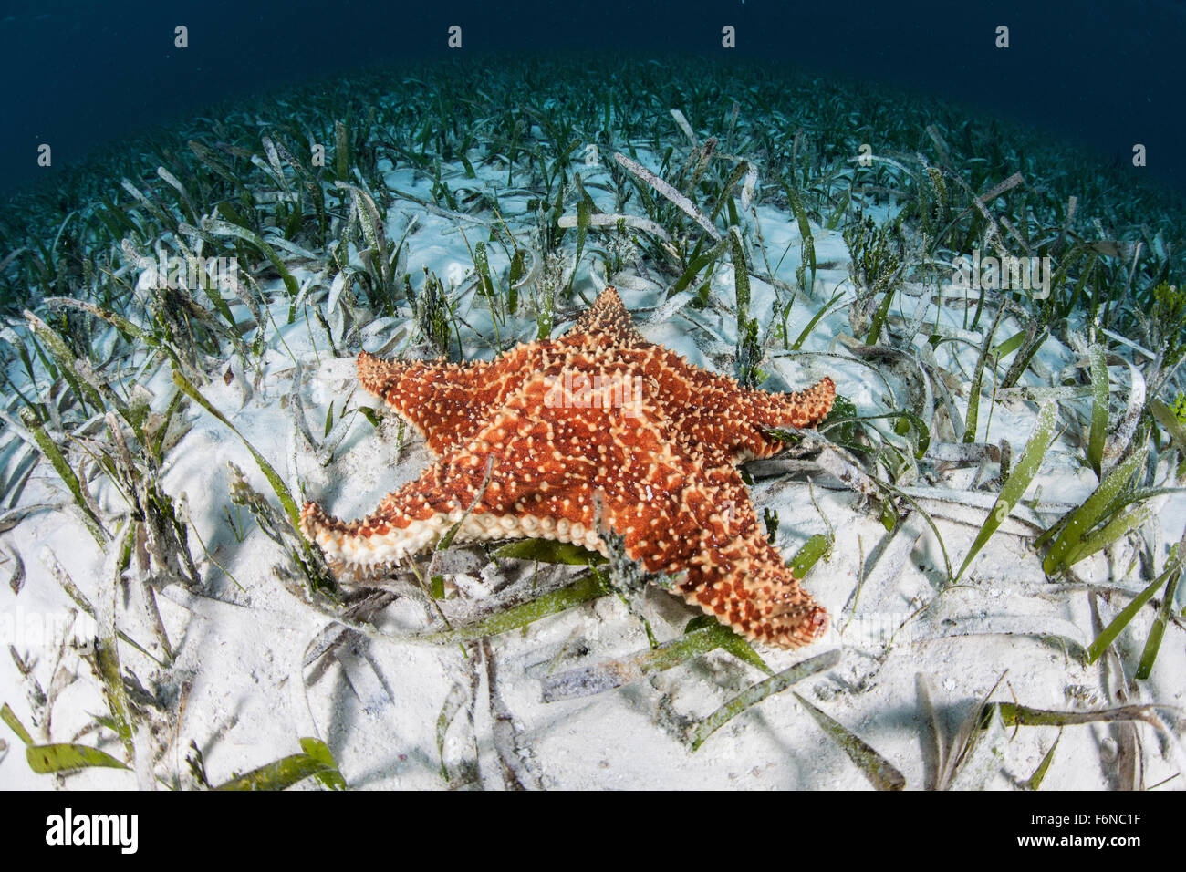 A West Indian starfish (Oreaster reticulatus) crawls slowly across a sand and seagrass seafloor in Turneffe Atoll, Belize. This Stock Photo