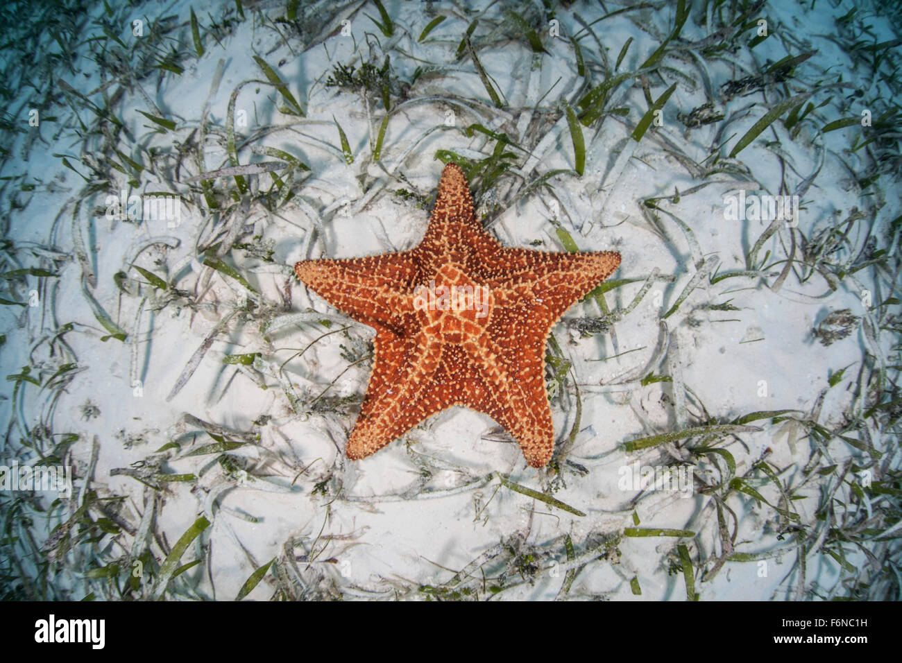 A West Indian starfish (Oreaster reticulatus) crawls slowly across a sand and seagrass seafloor in Turneffe Atoll, Belize. This Stock Photo