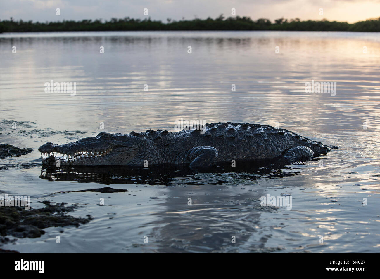 A large American crocodile (Crocodylus acutus) surfaces in a lagoon in Turneffe Atoll, Belize. This potentially dangerous reptil Stock Photo