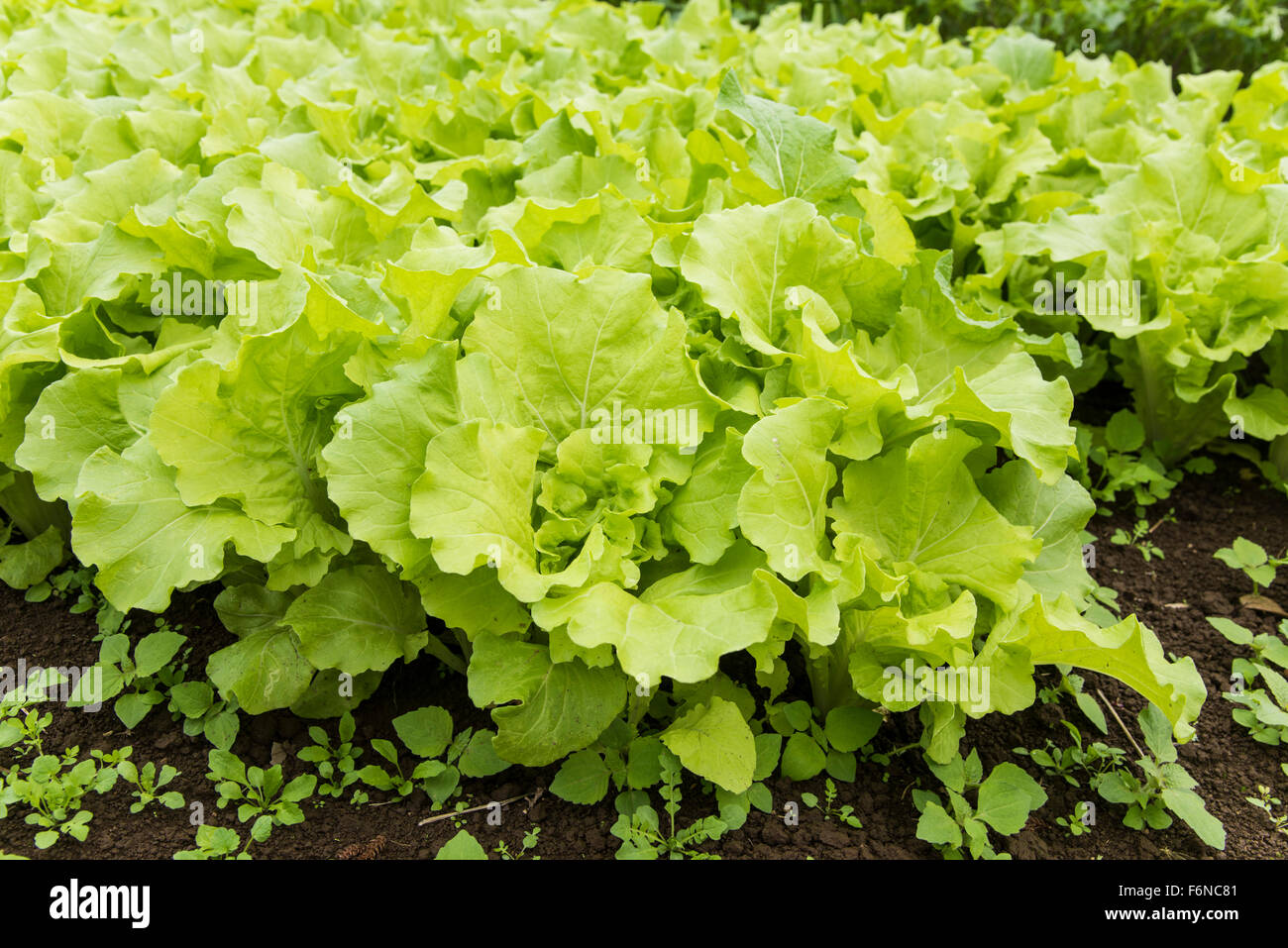 Santosai field,Kashiwa city,Chiba Prefecture,Japan Stock Photo