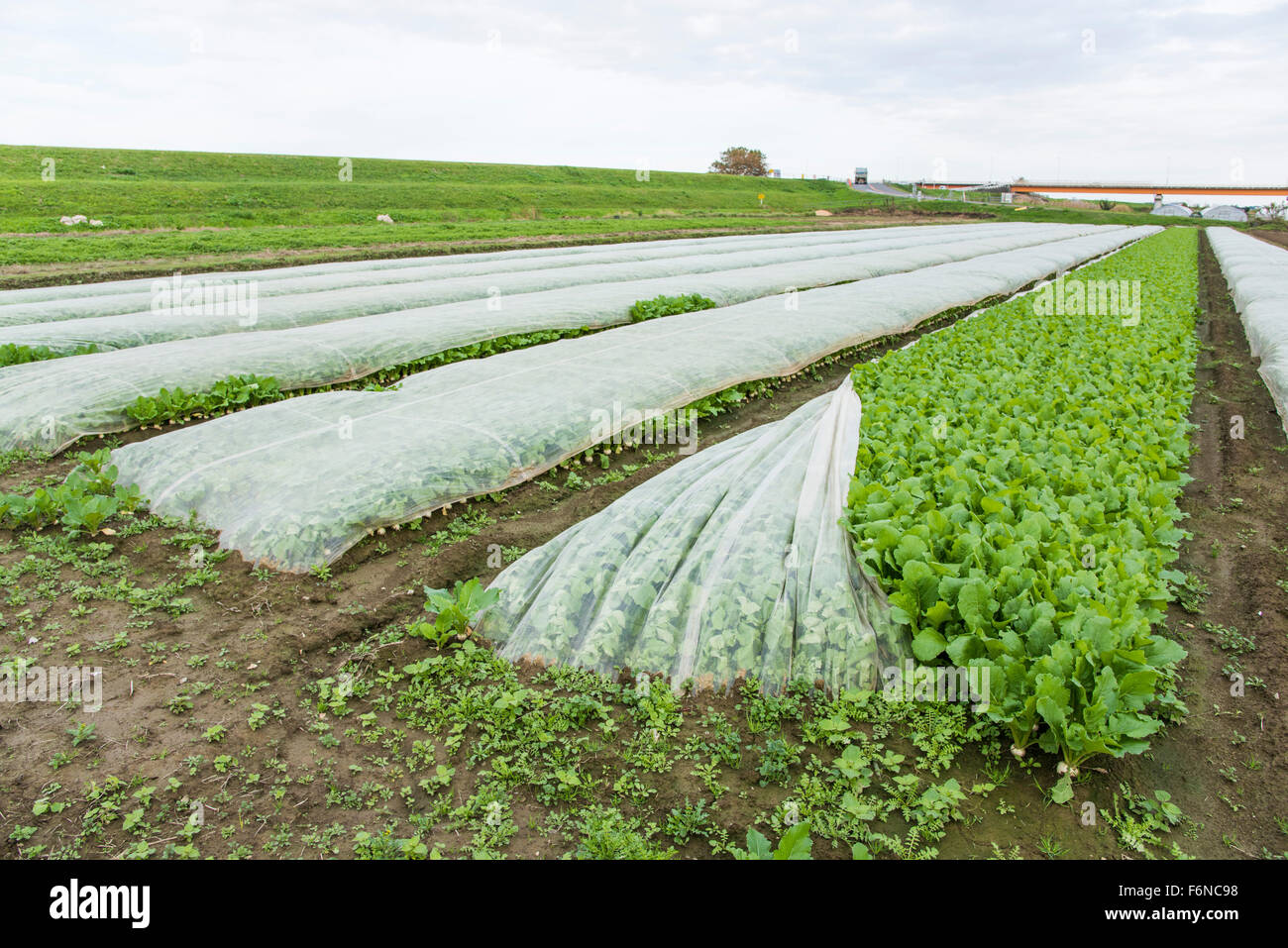 Turnip field,Kashiwa city,Chiba Prefecture,Japan Stock Photo