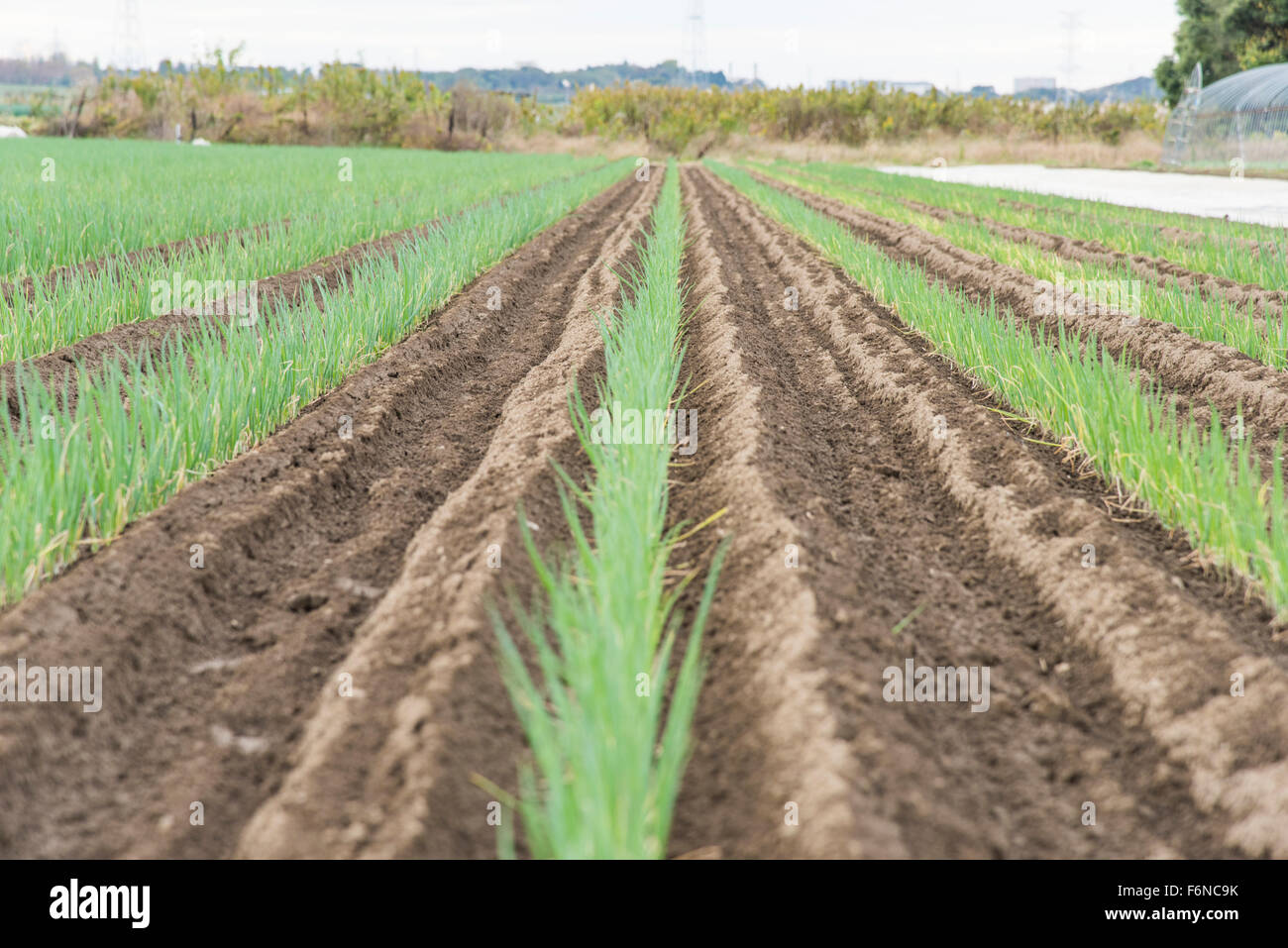 Green onion field,Kashiwa city,Chiba Prefecture,Japan Stock Photo