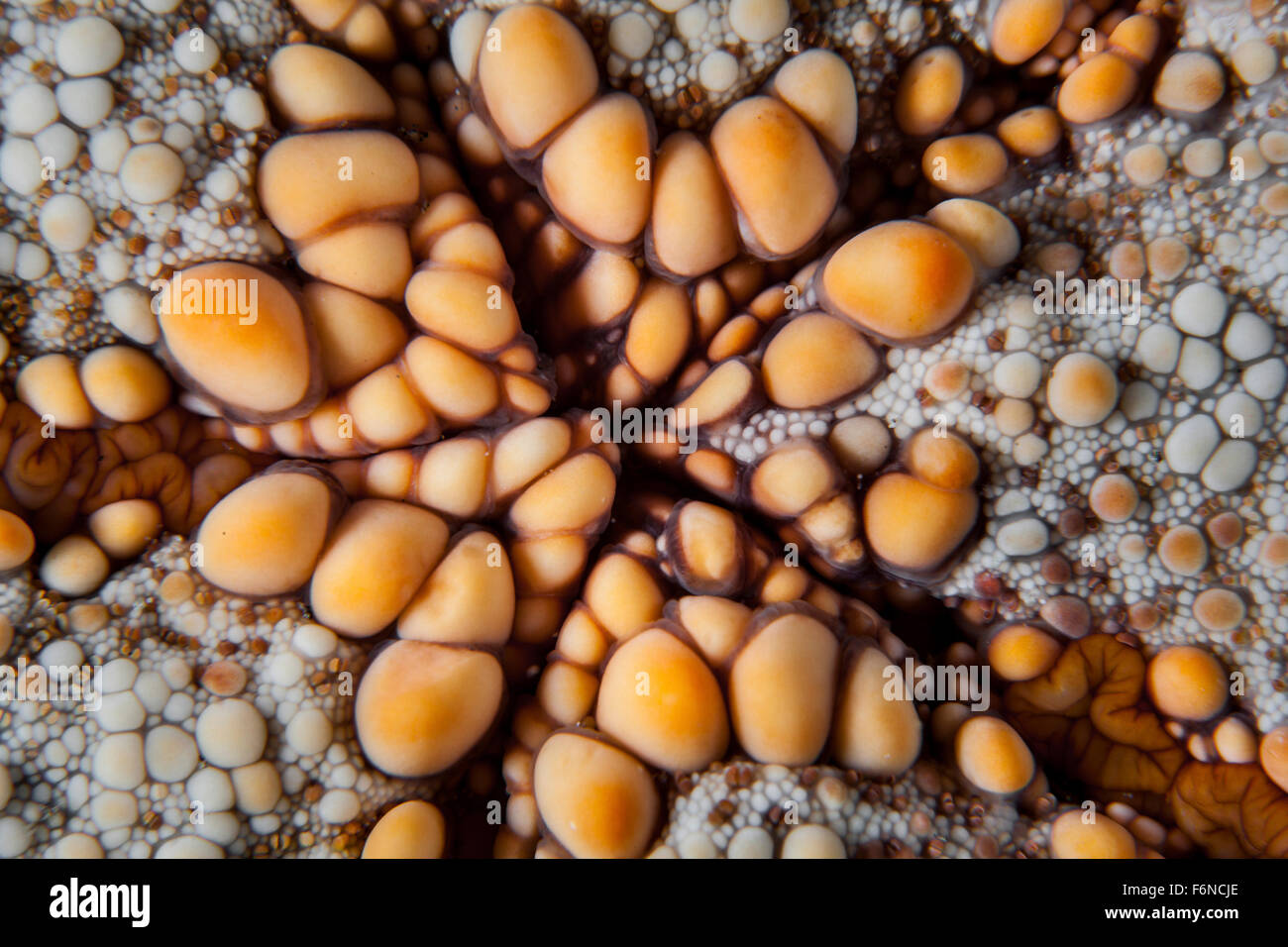 Detail of a pin cushion starfish (Culcita sp.) on a reef in Indonesia. Stock Photo