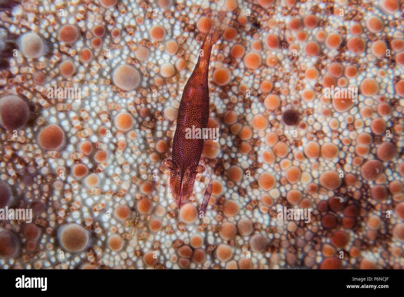 A tiny shrimp lives on a pin cushion sea star on a reef in Indonesia. Stock Photo