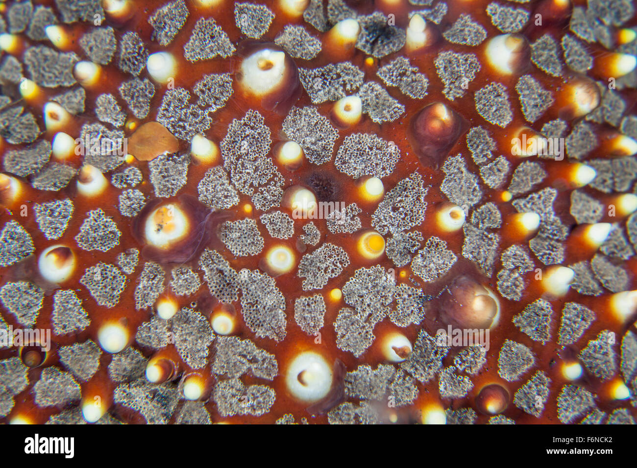 Detail of a sea star on a reef in Lembeh Strait, Indonesia. This area is known for its extremely high marine biodiversity. Stock Photo