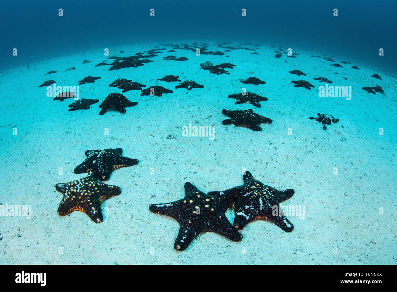 Starfish cover the sandy seafloor near Cocos Island, Costa Rica. This remote, Pacific island is famous for its healthy fish and Stock Photo