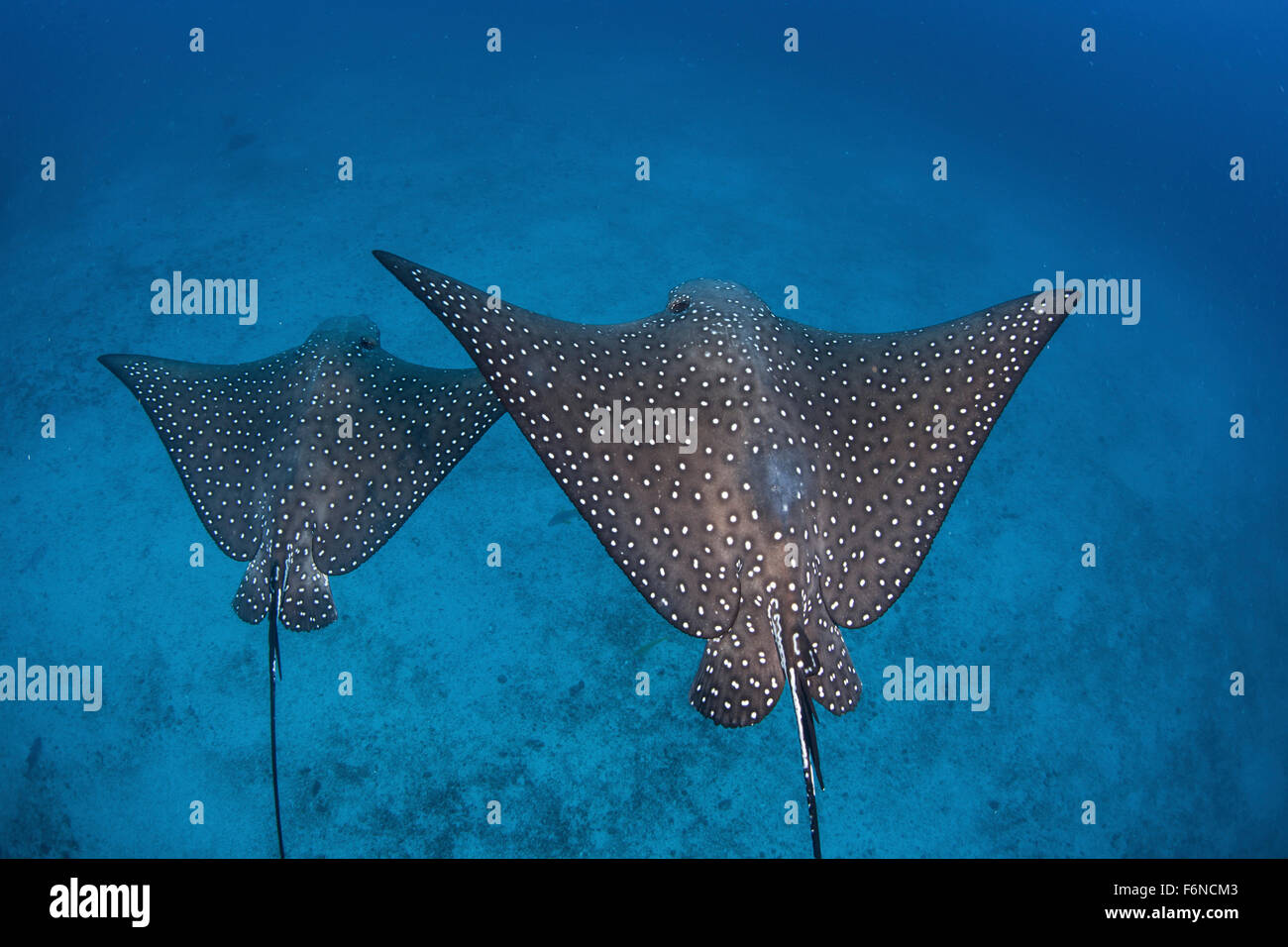 A pair of spotted eagle rays (Aetobatus narinari) swim over the deep ...