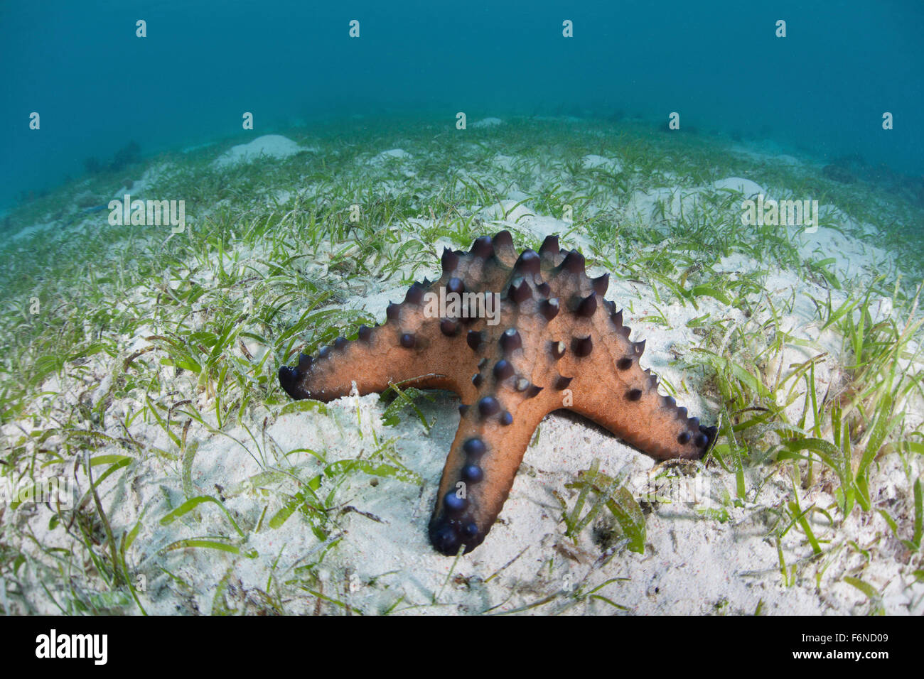 A colorful chocolate chip sea star (Protoreaster nodosus) lies on the sandy seafloor of Indonesia. This species of echinoderm is Stock Photo