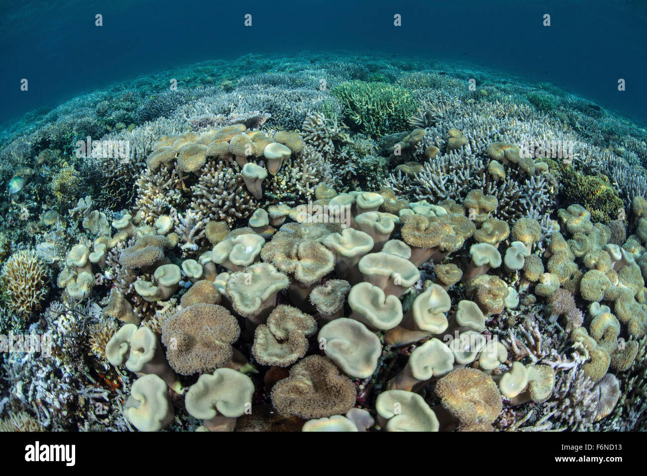 Mushroom and hard corals thrive in shallow water in Alor, Indonesia. This remote region is known for its beautiful reefs and spe Stock Photo