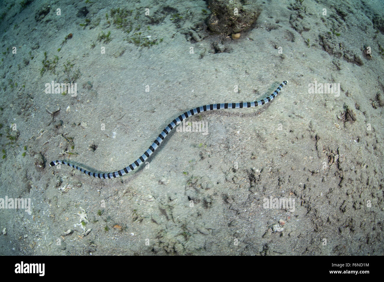 A banded sea snake (Laticauda colubrina) swims over a sandy seafloor in Indonesia. This venomous reptile feeds on small reef fis Stock Photo