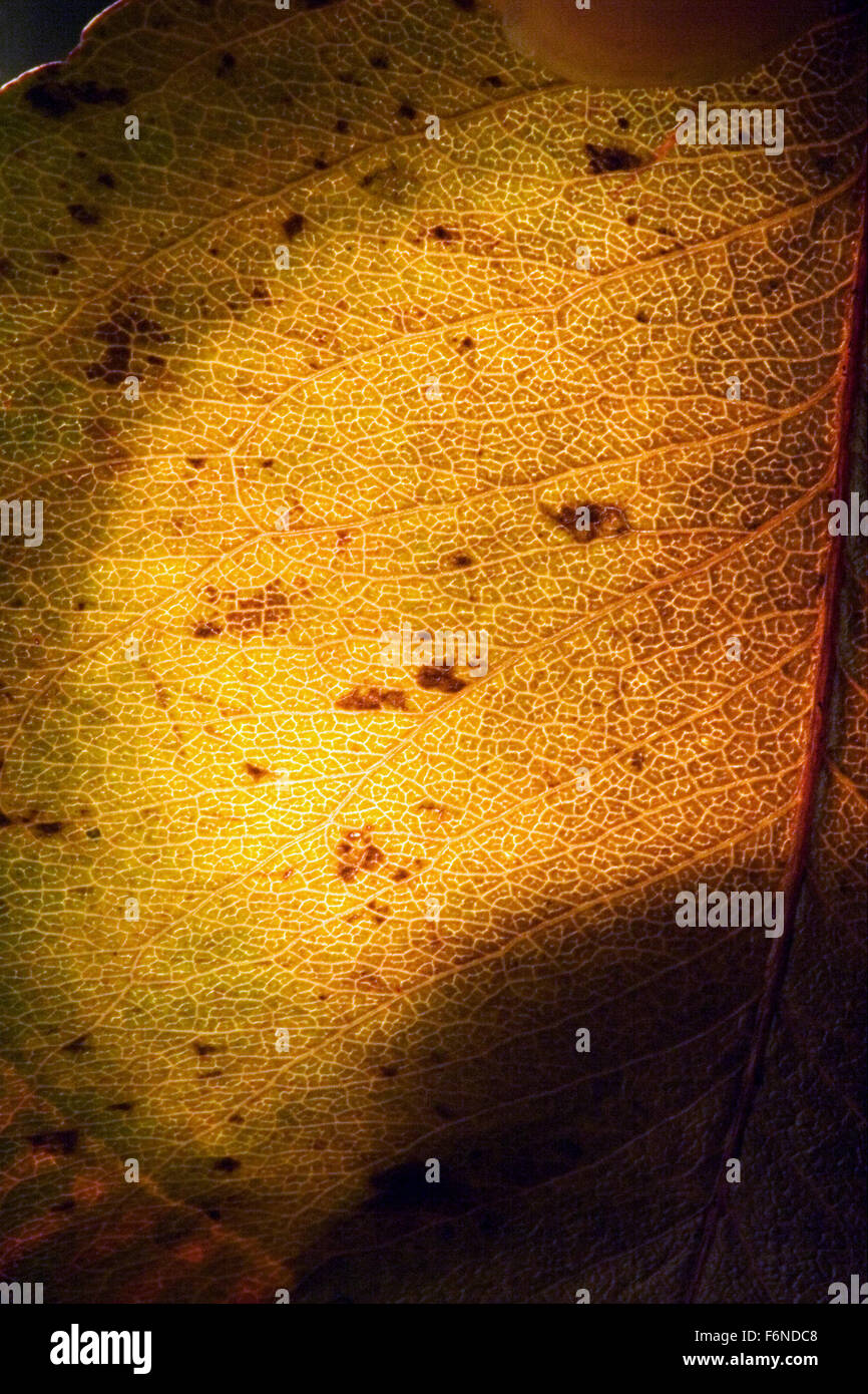 macro close up abstract of a green yellow leaf and his veins in the ...
