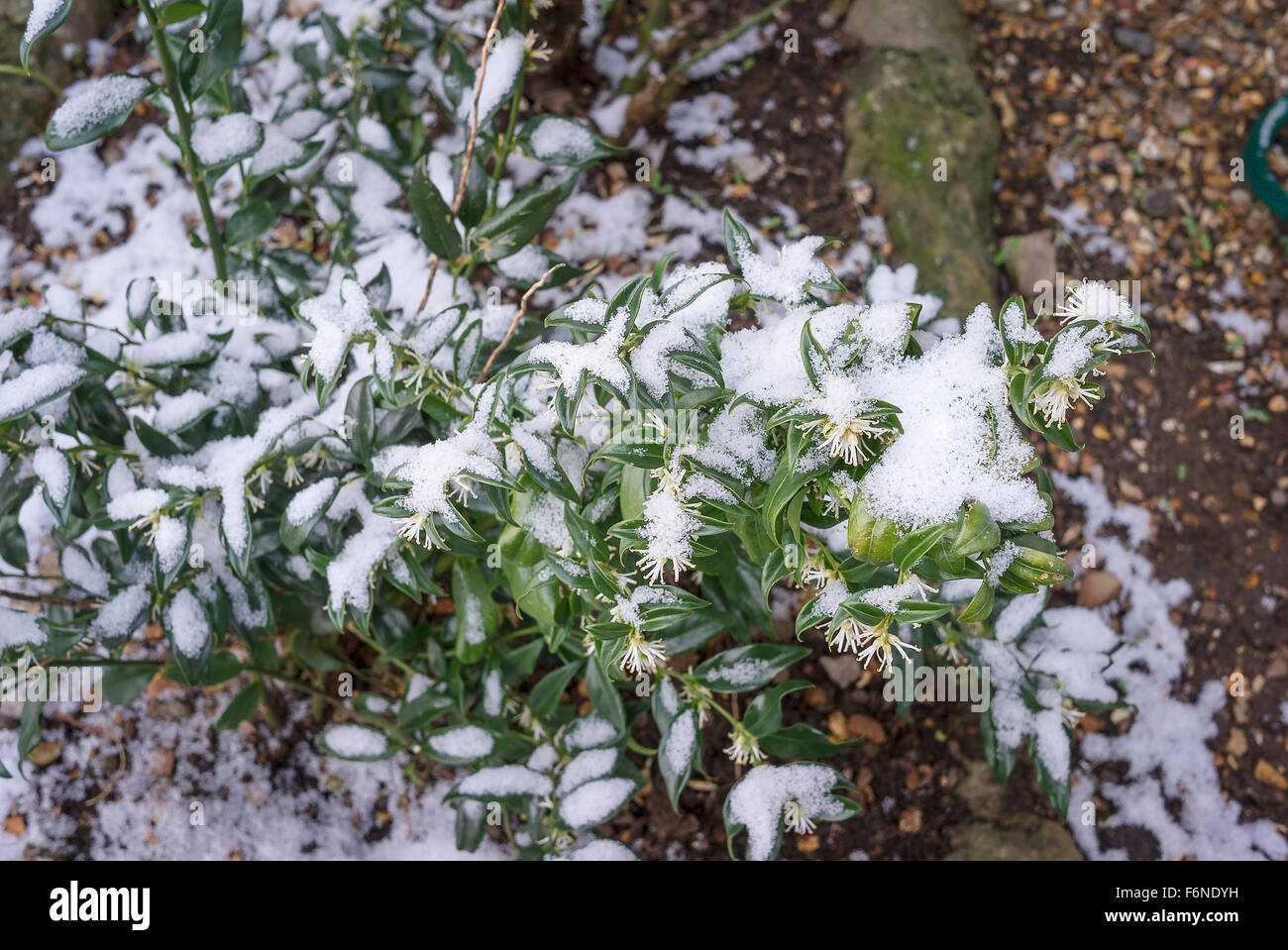 Sarcococca confusa with a covering of snow and in flower Stock Photo