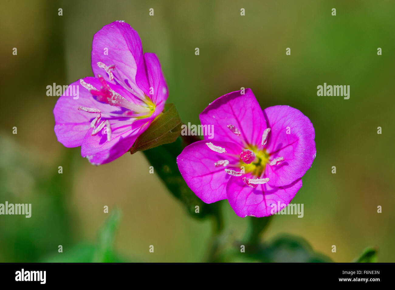 Oenothera rosea flower, rosy evening primrose, rose evening primrose