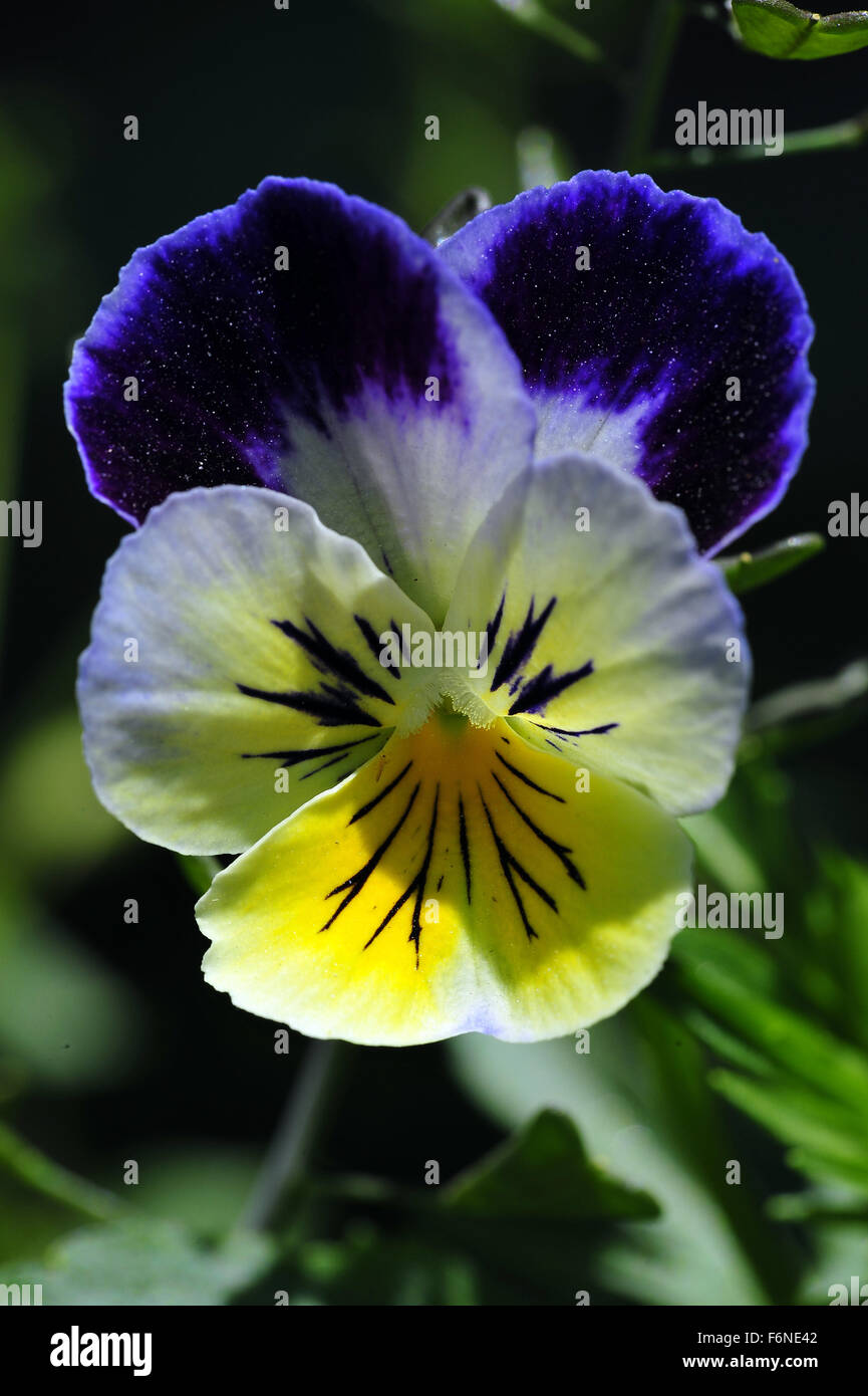 Violet flower, Viola flower, himachal pradesh, india, asia Stock Photo