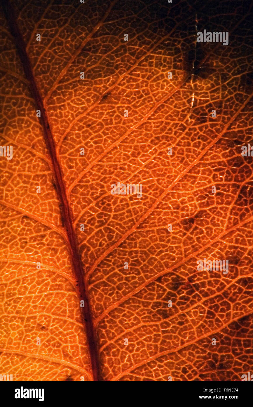 background macro close up abstract of a yellow red leaf and his veins ...