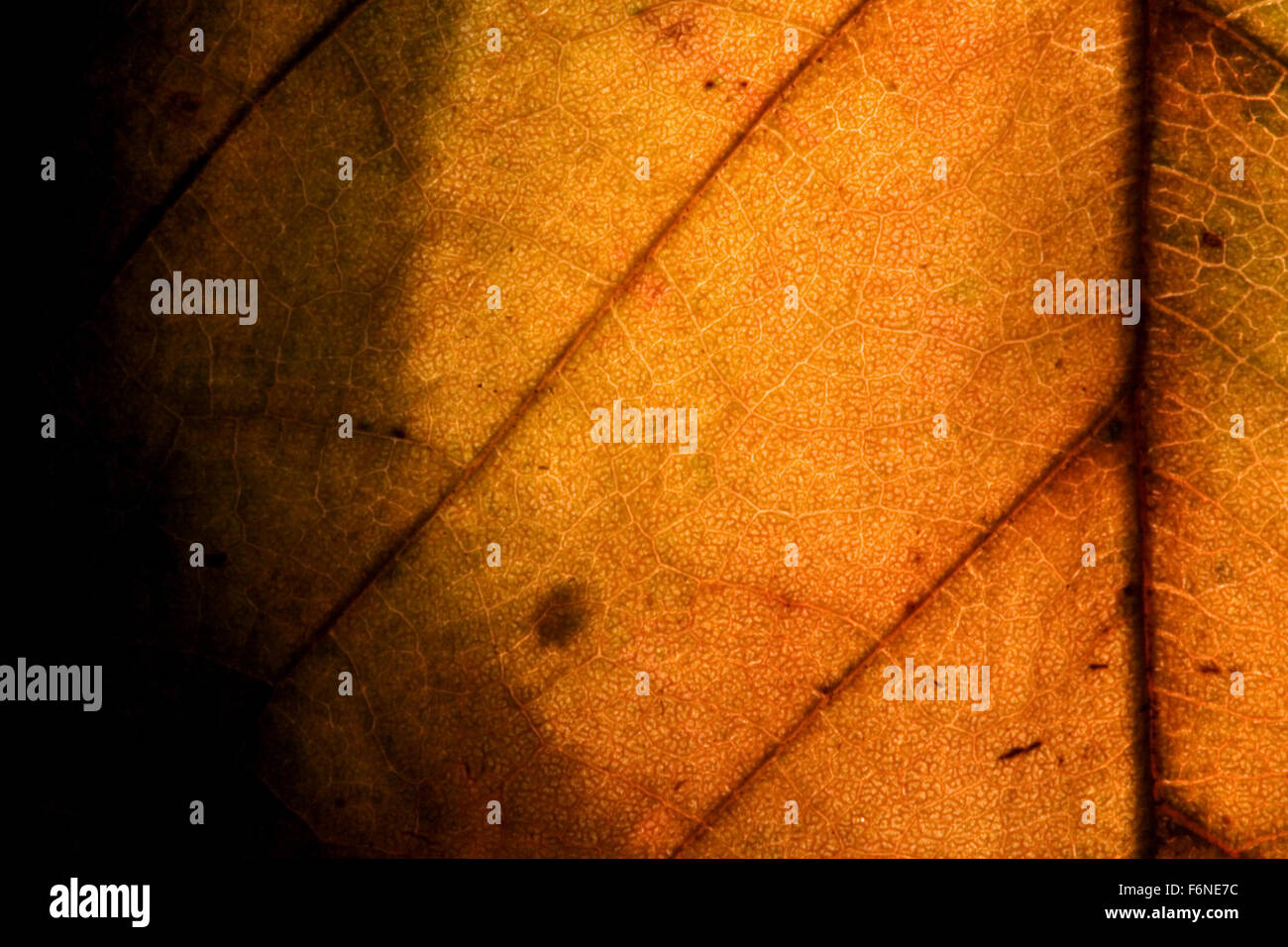 background macro close up abstract of a yellow red leaf and his veins ...