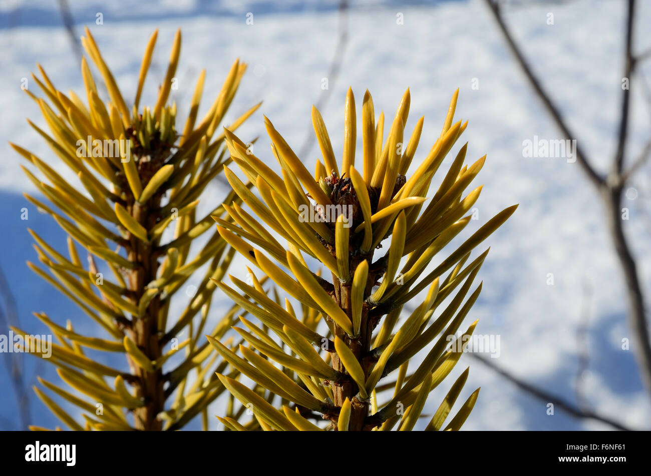 Close up young pine tree hi-res stock photography and images - Alamy