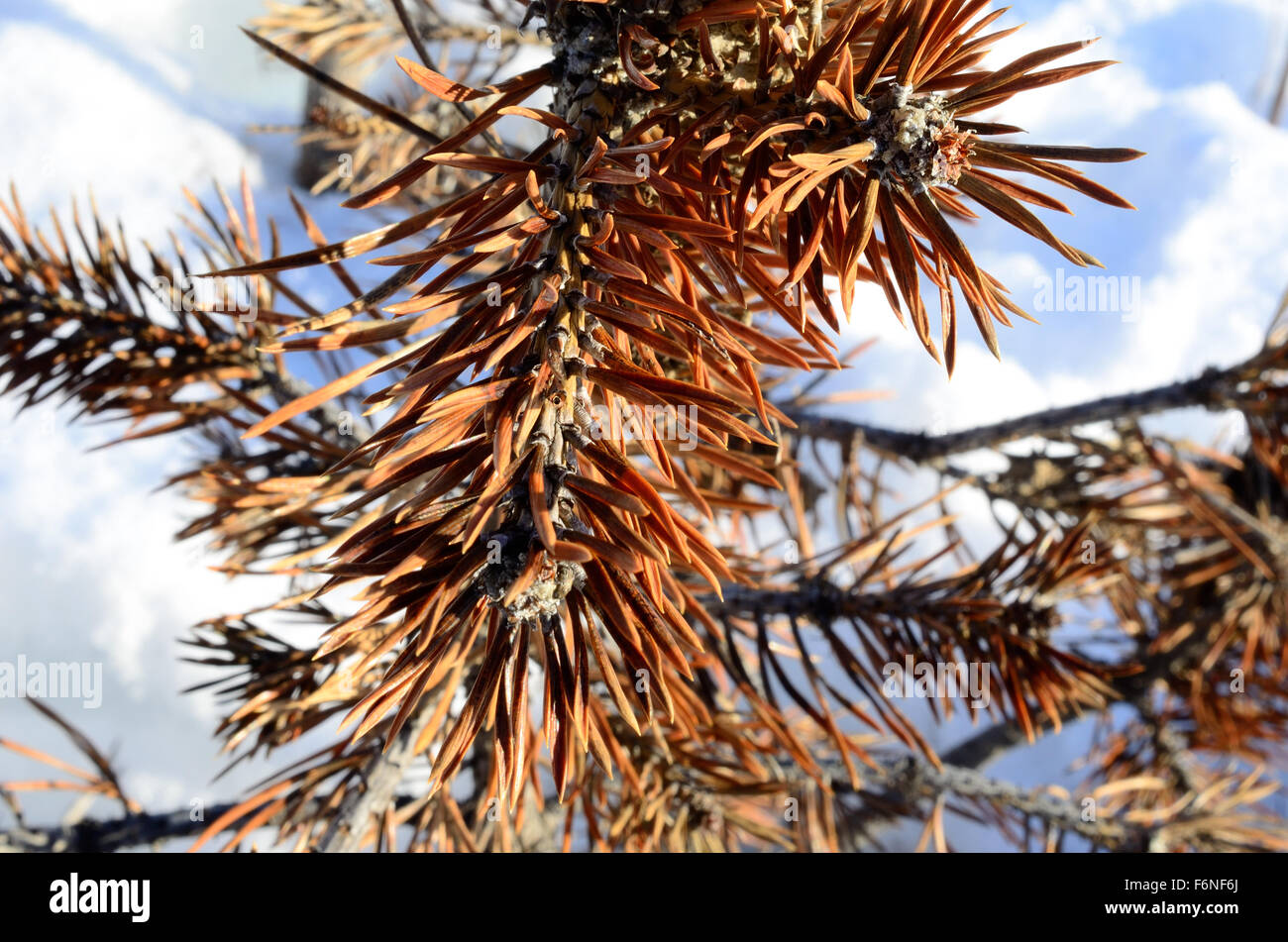 brown dying pine tree with brown needles in winter sunshine and snow