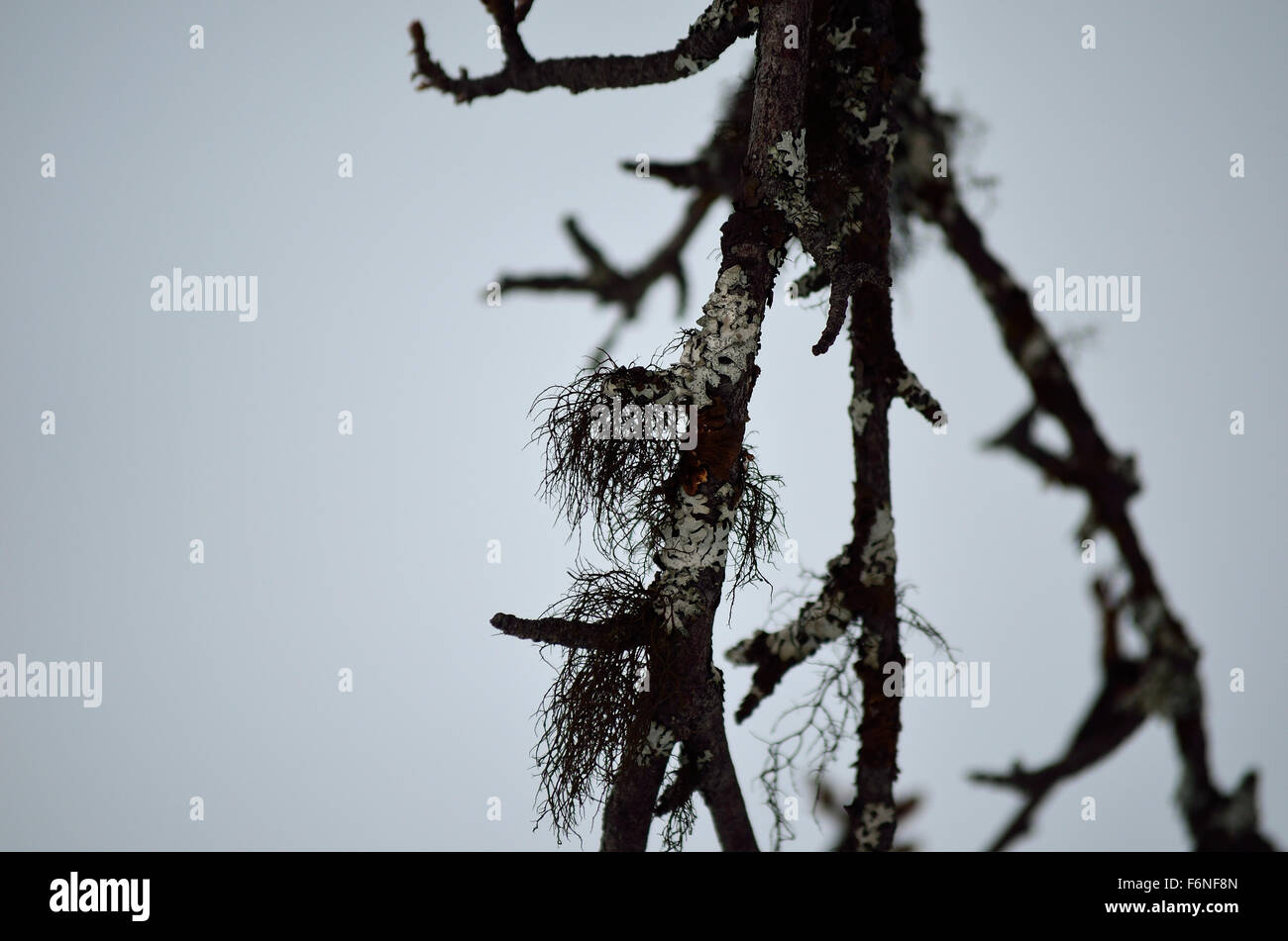small hairy birch tree branch in wintertime Stock Photo - Alamy