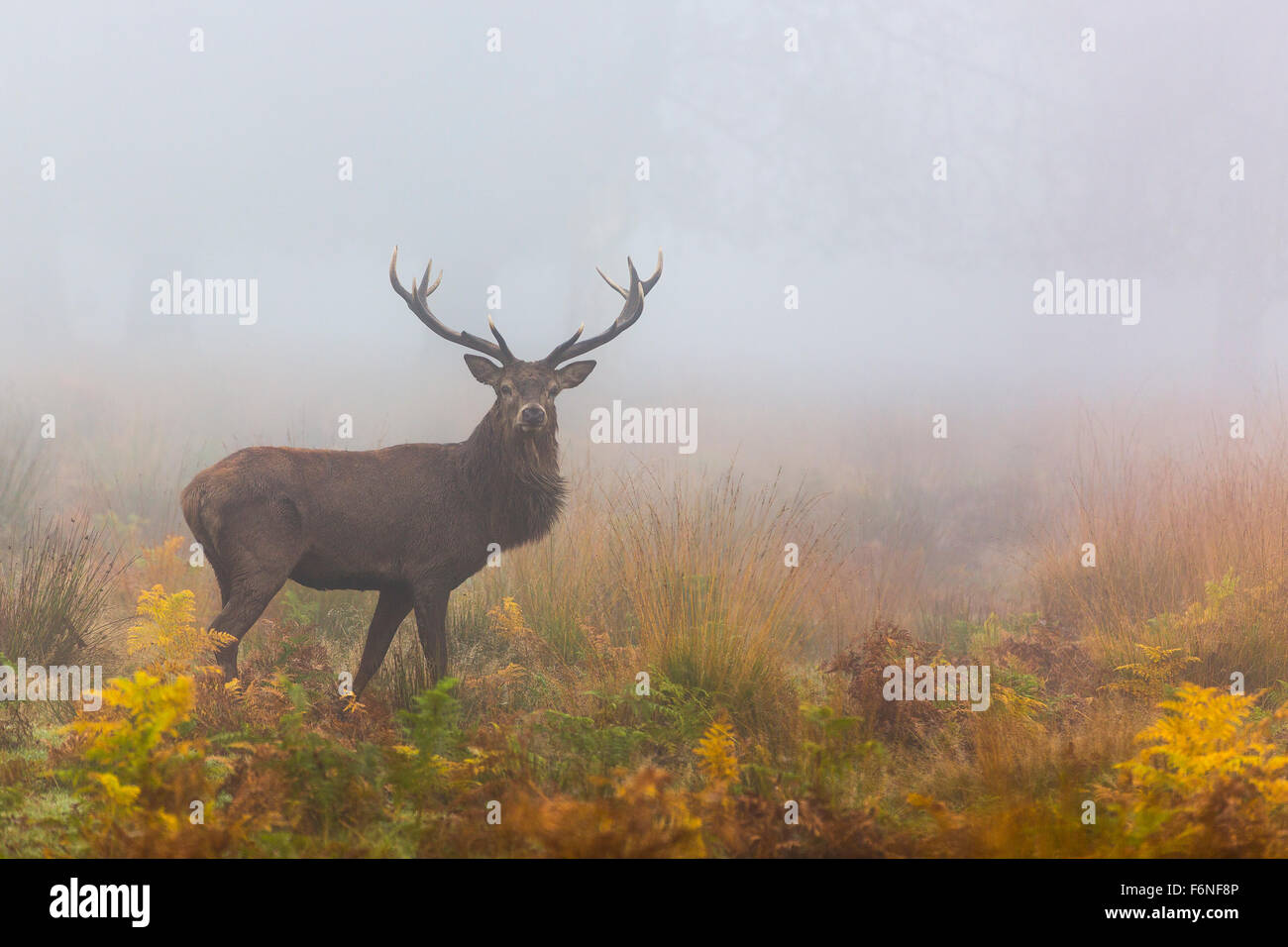 Red deer (cervus elaphus) stag in the early morning mist amongst bracken Stock Photo